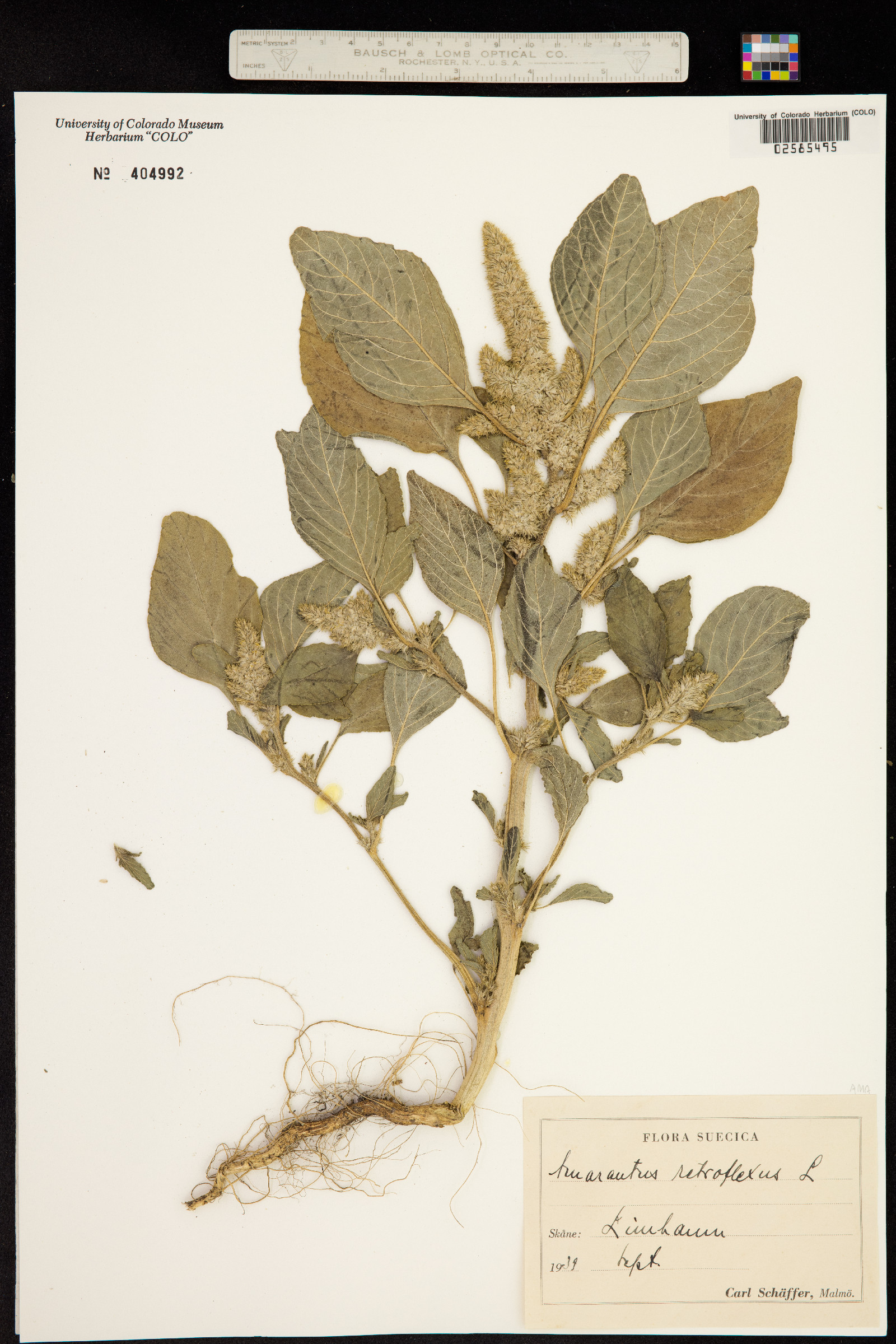 Amaranthus retroflexus image