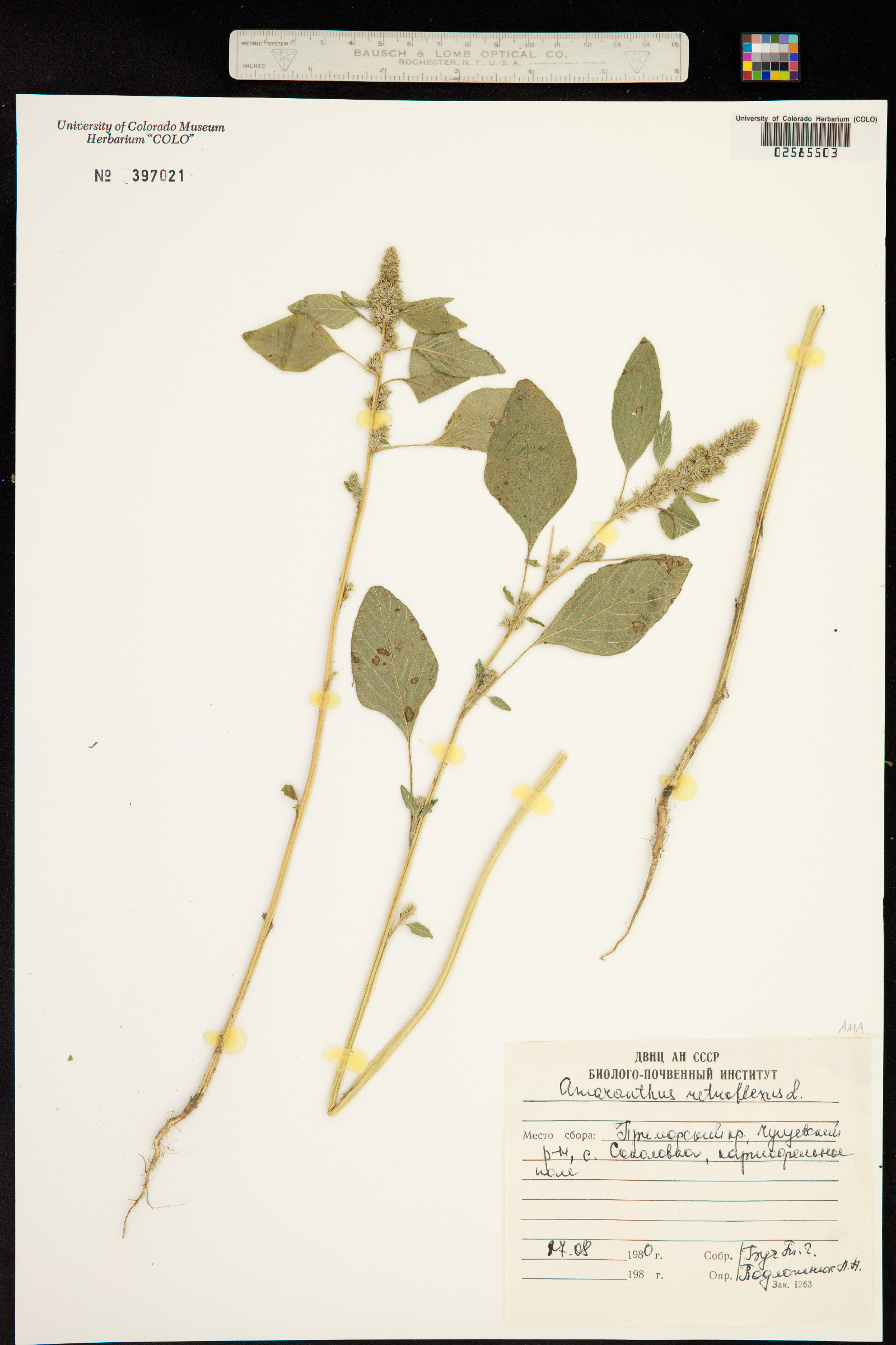 Amaranthus retroflexus image