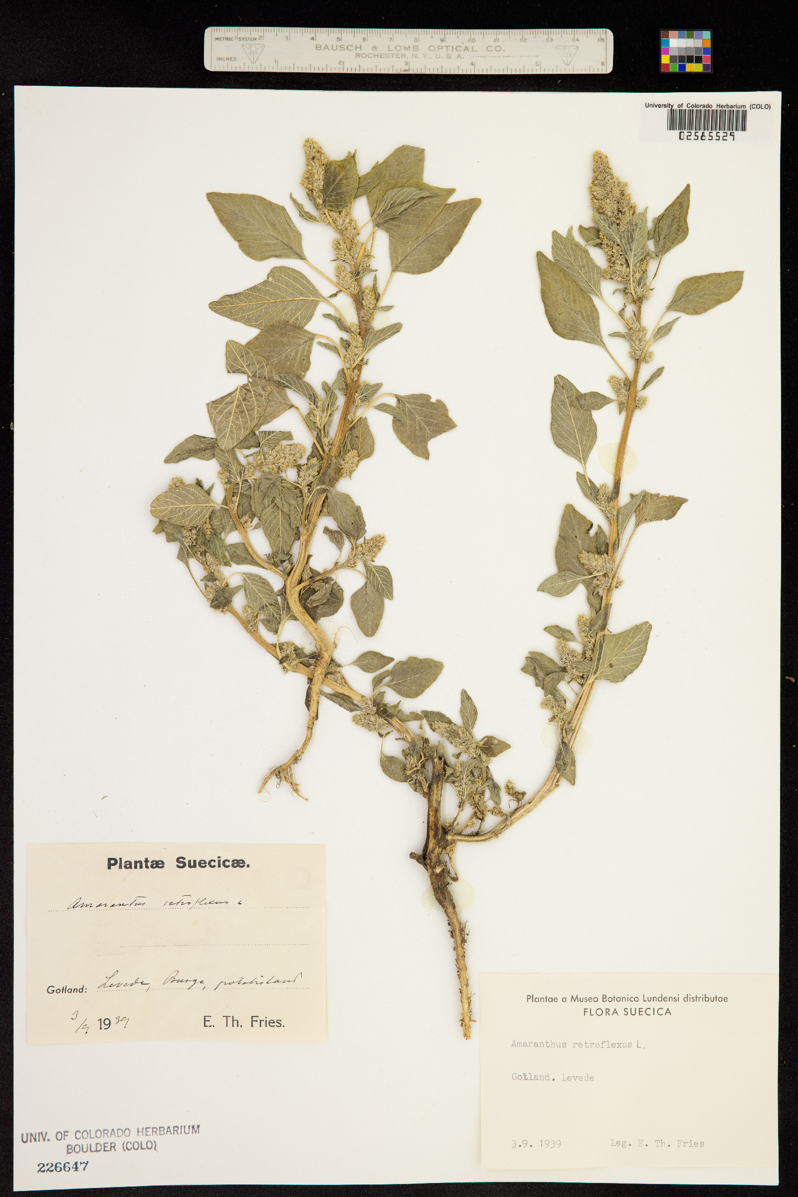 Amaranthus retroflexus image