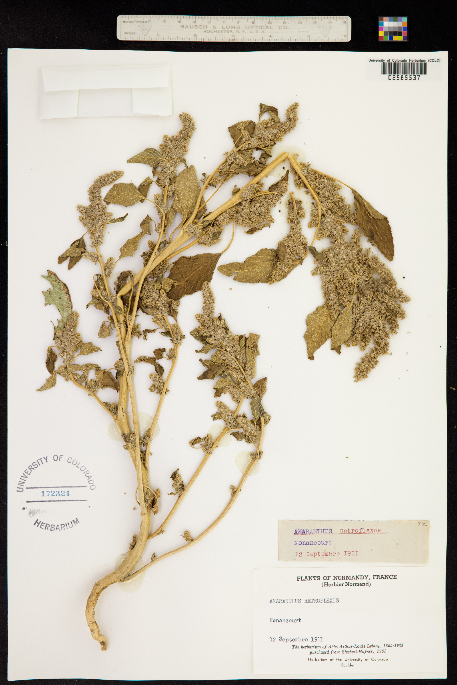 Amaranthus retroflexus image