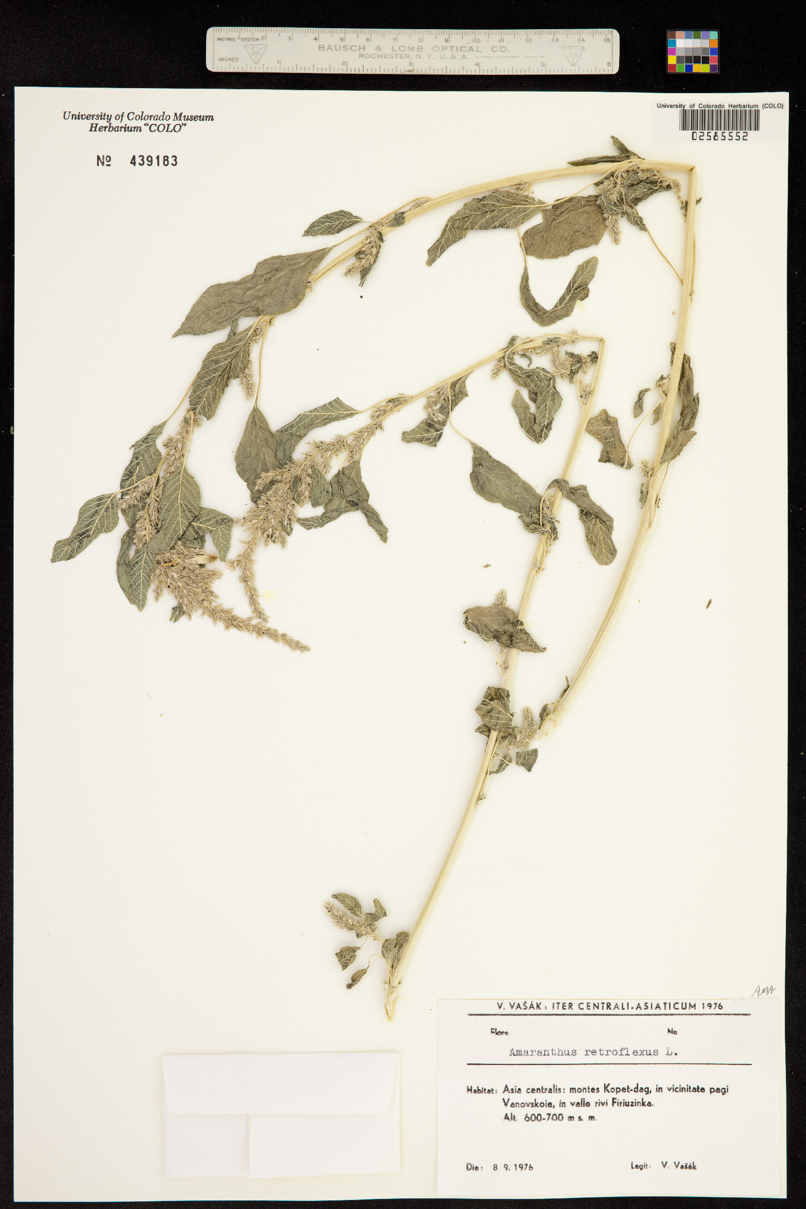 Amaranthaceae image