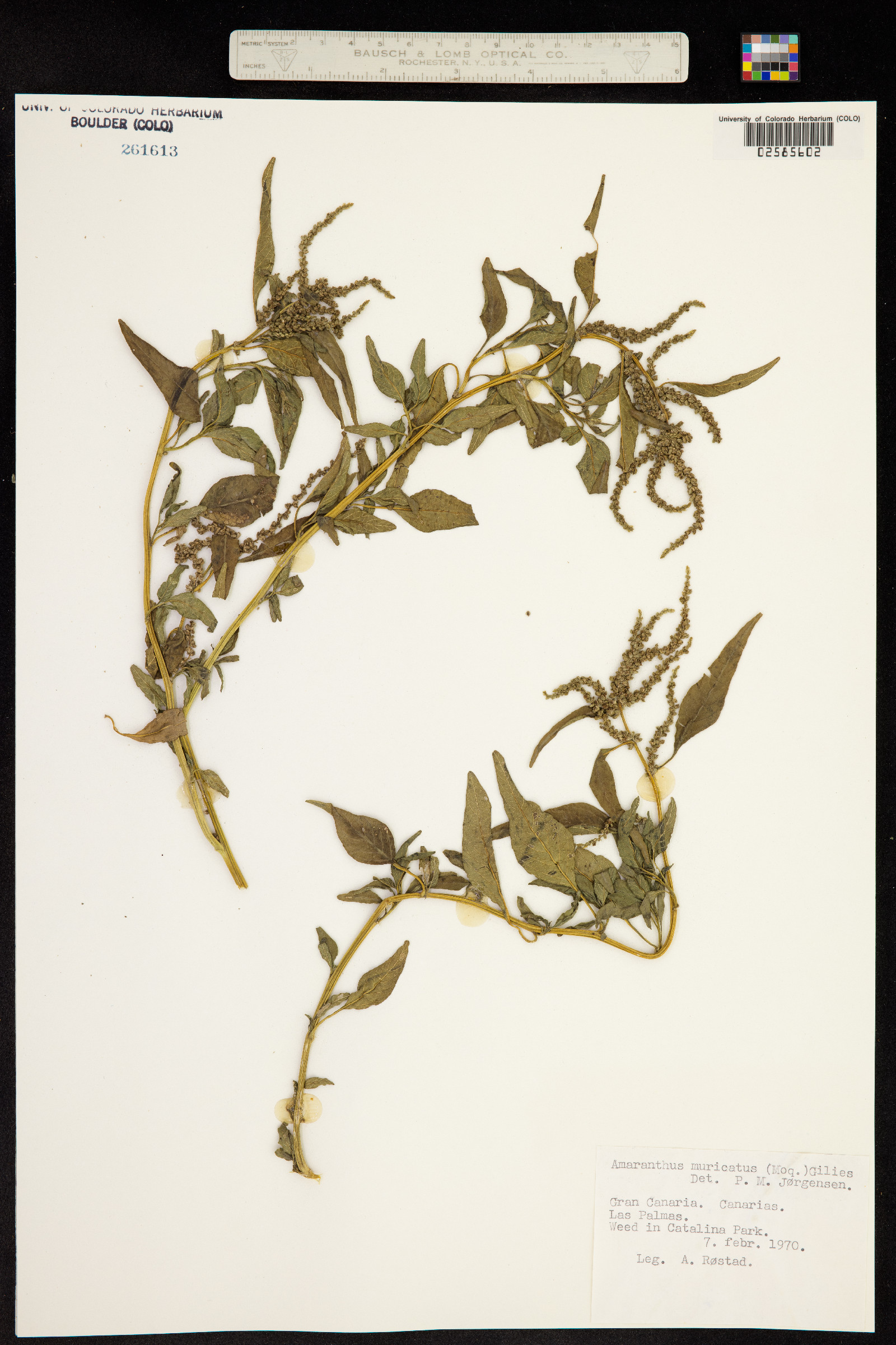 Amaranthus muricatus image