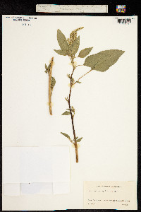Amaranthus quitensis image