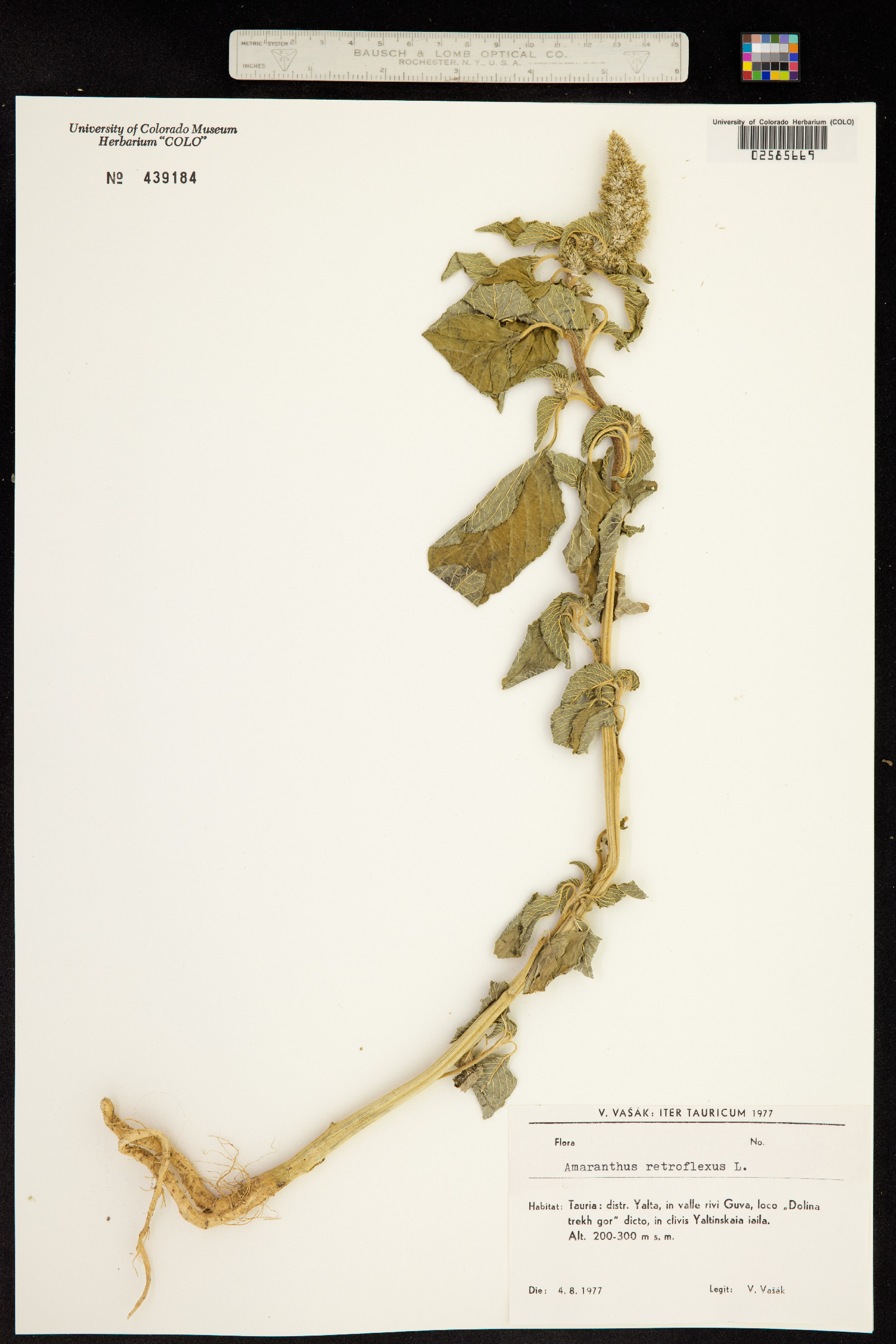 Amaranthus retroflexus image