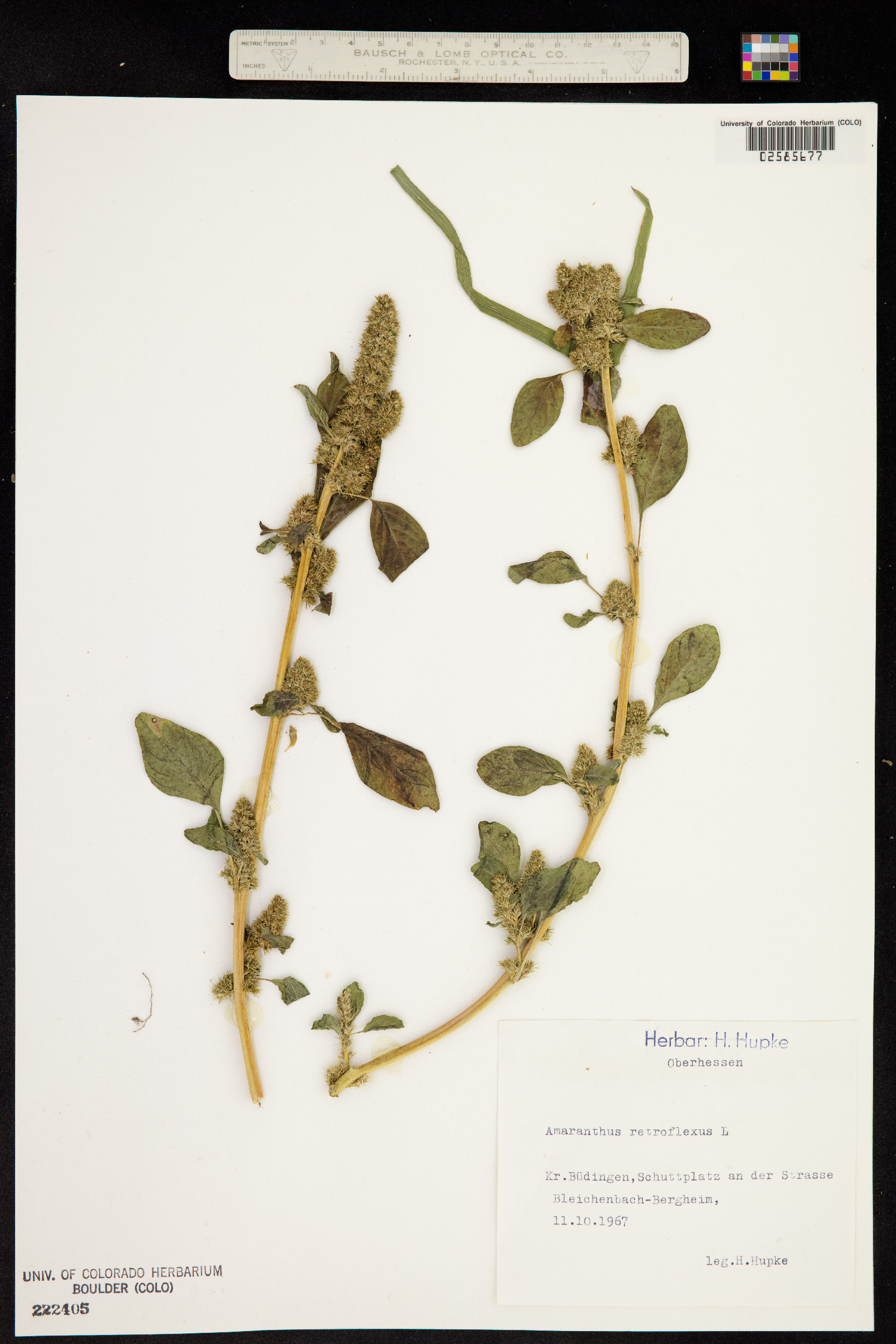 Amaranthus retroflexus image