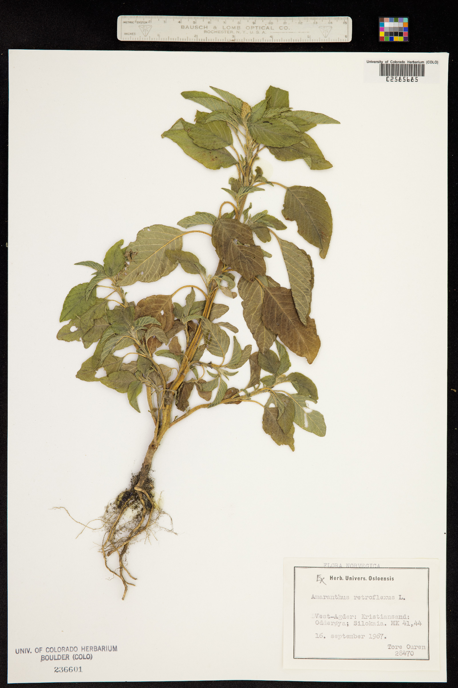 Amaranthus retroflexus image