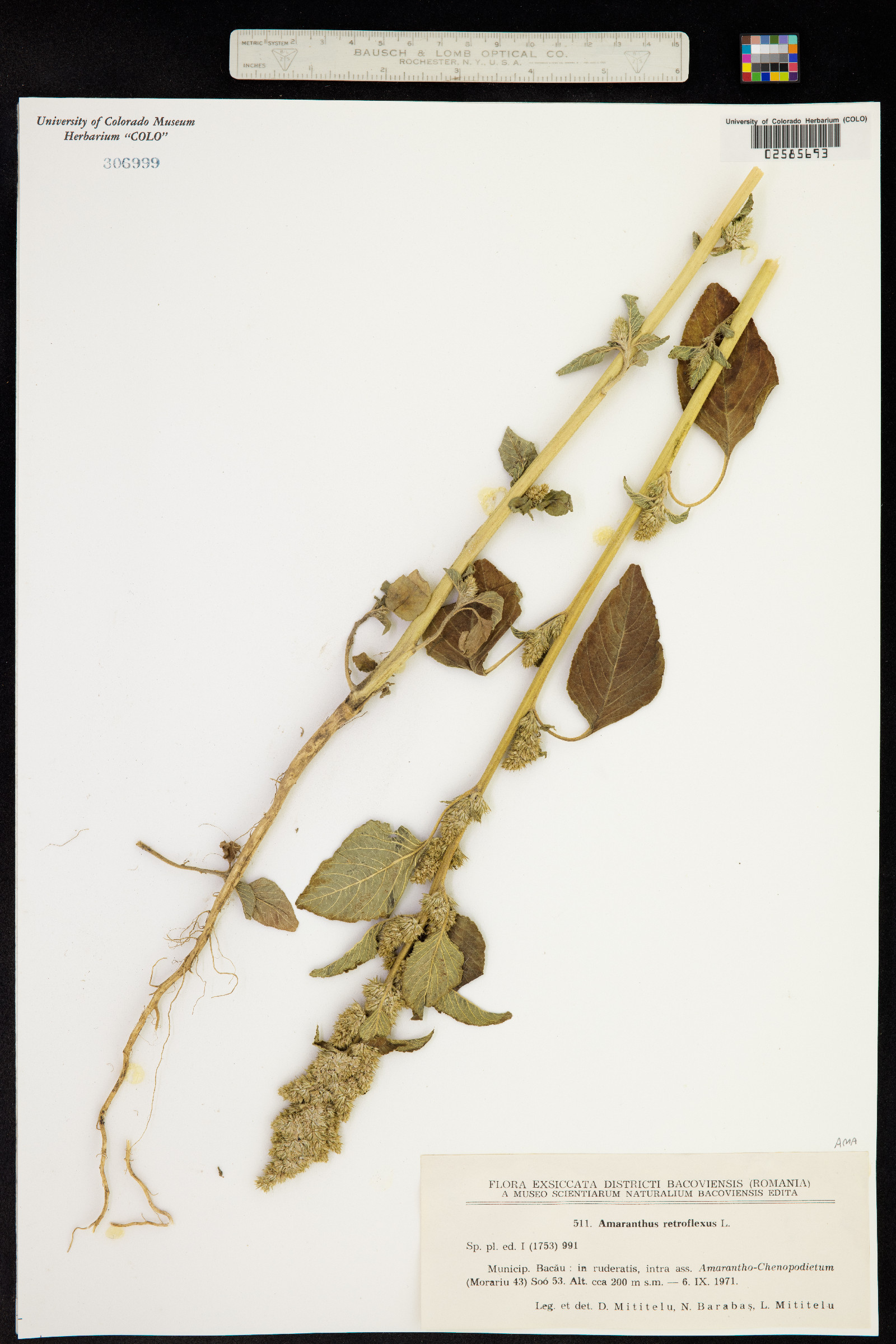 Amaranthus retroflexus image