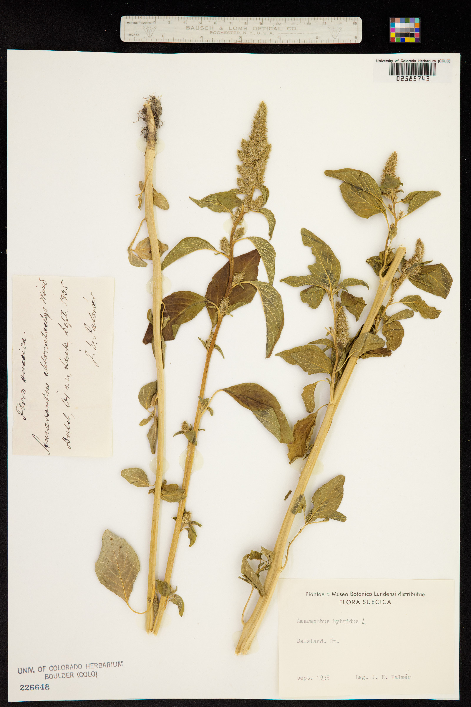 Amaranthus hybridus image