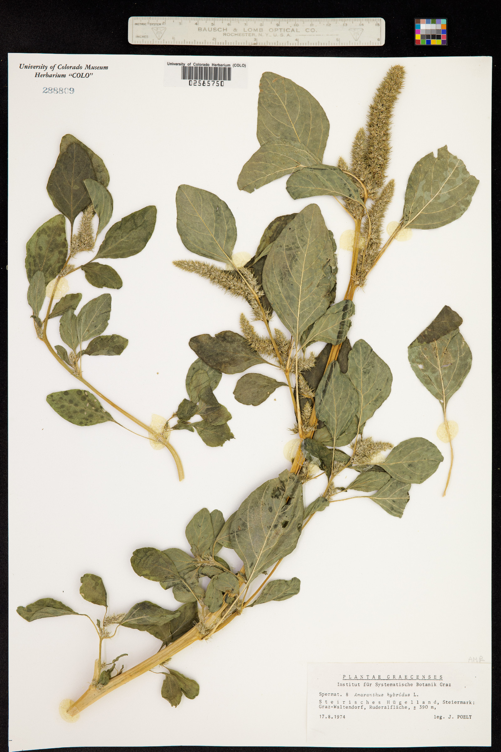 Amaranthus hybridus image