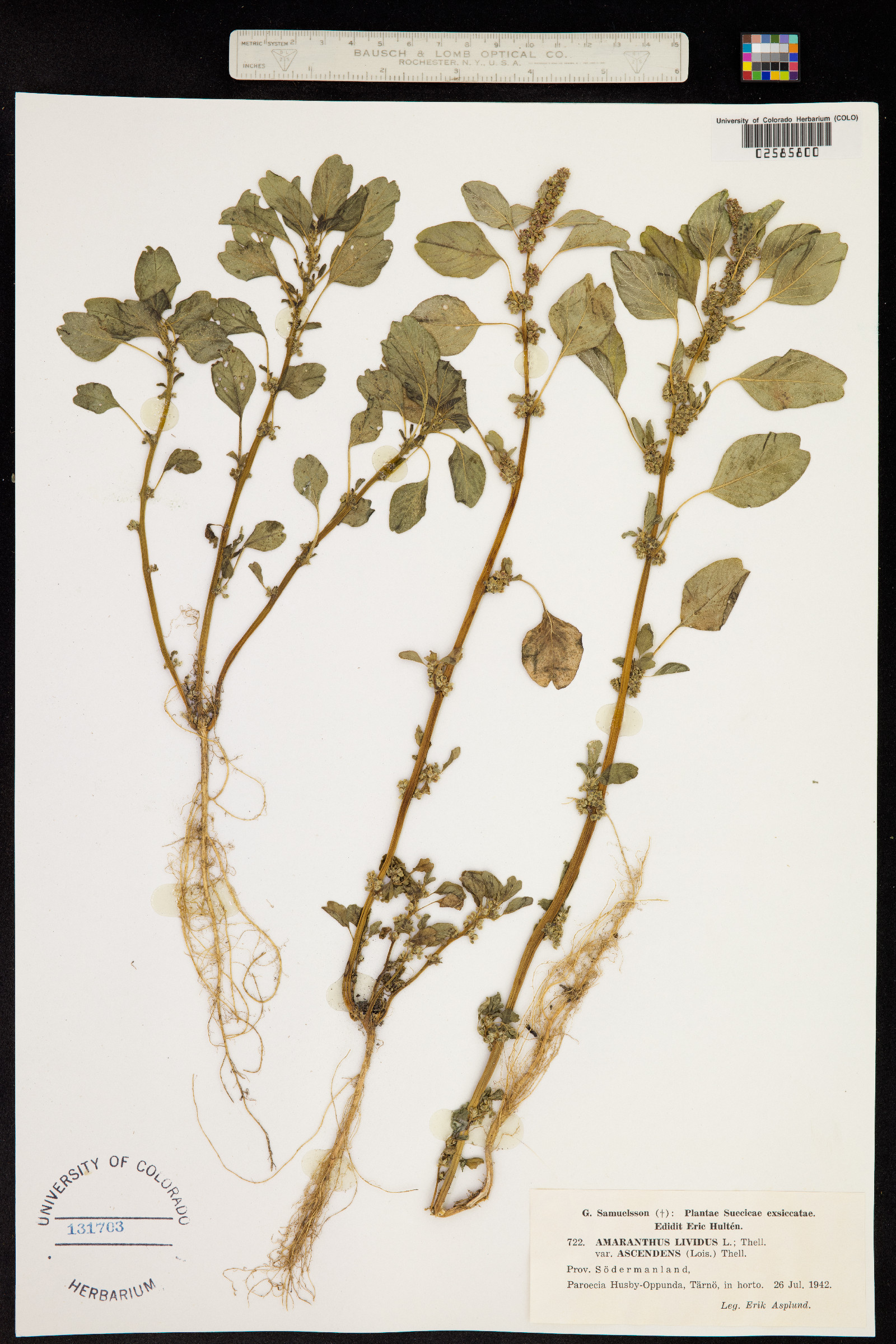 Amaranthus blitum image