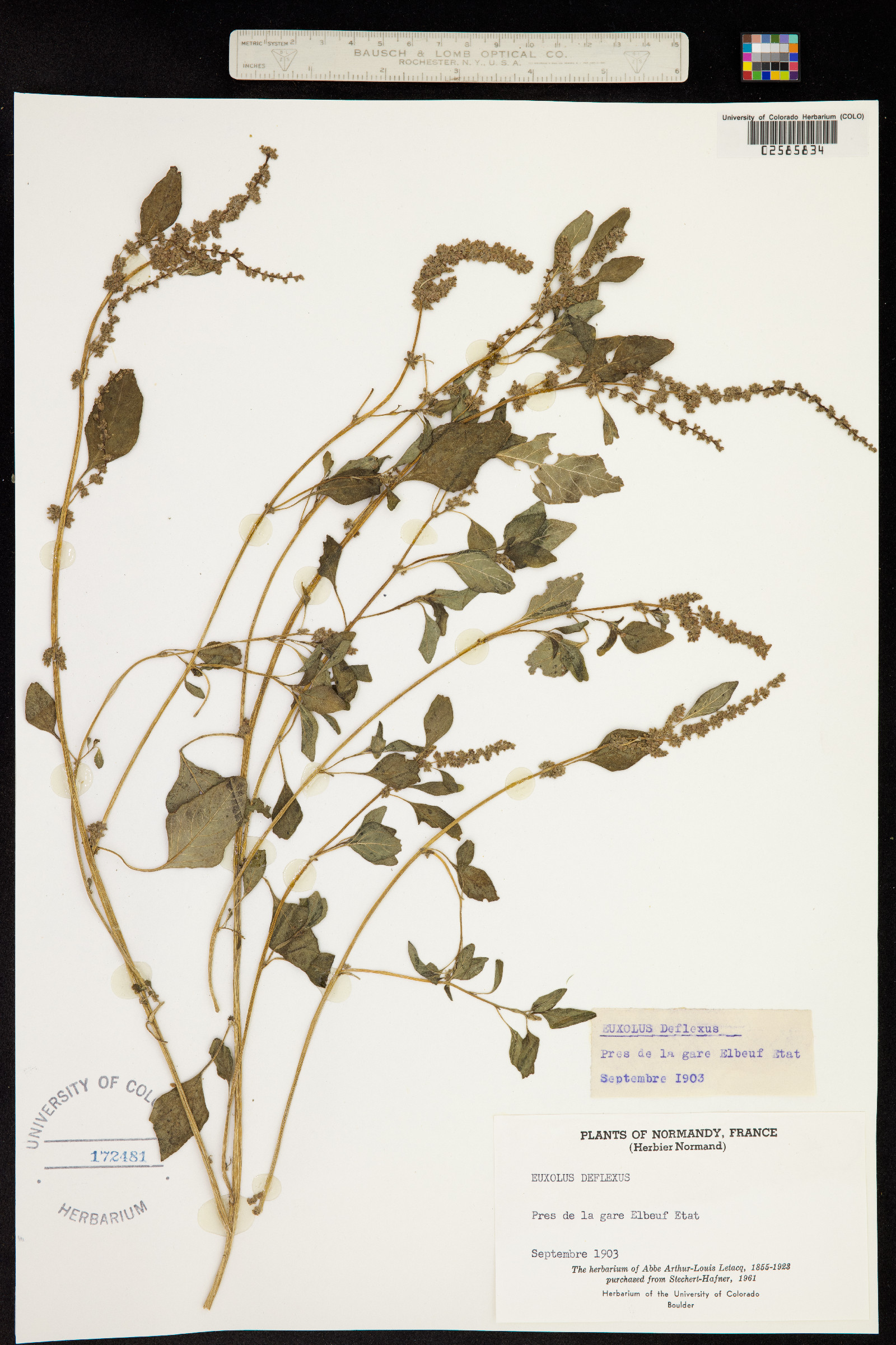 Amaranthus deflexus image