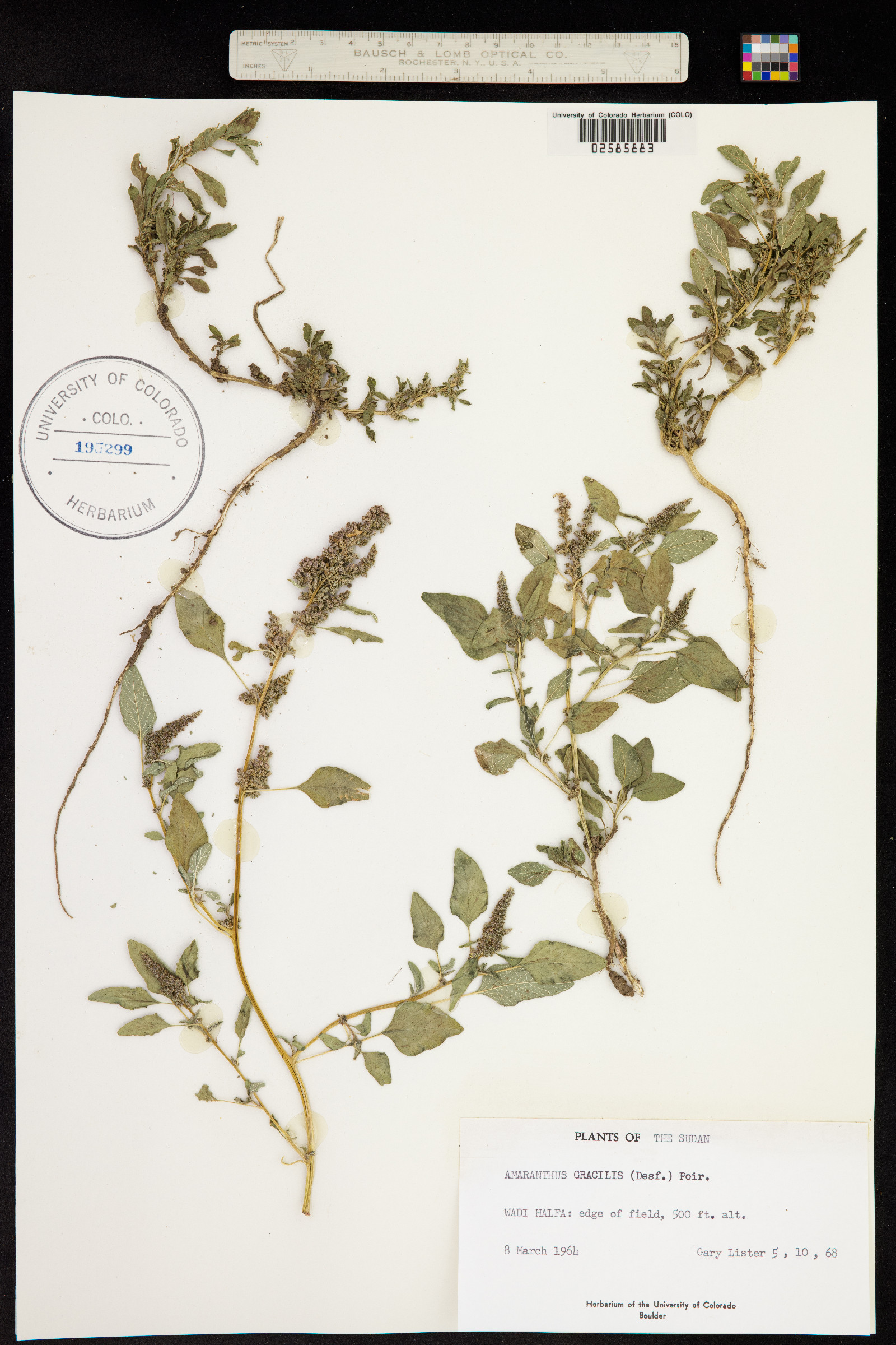Amaranthus viridis image