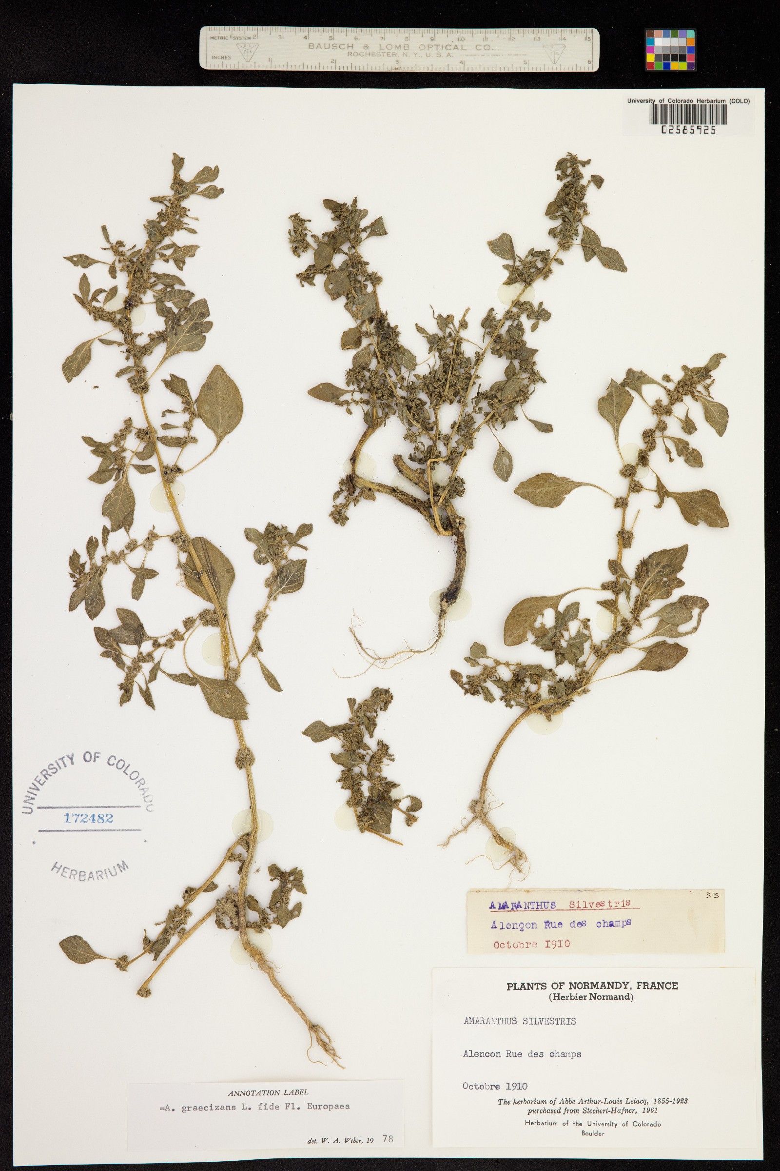 Amaranthus graecizans subsp. silvestris image
