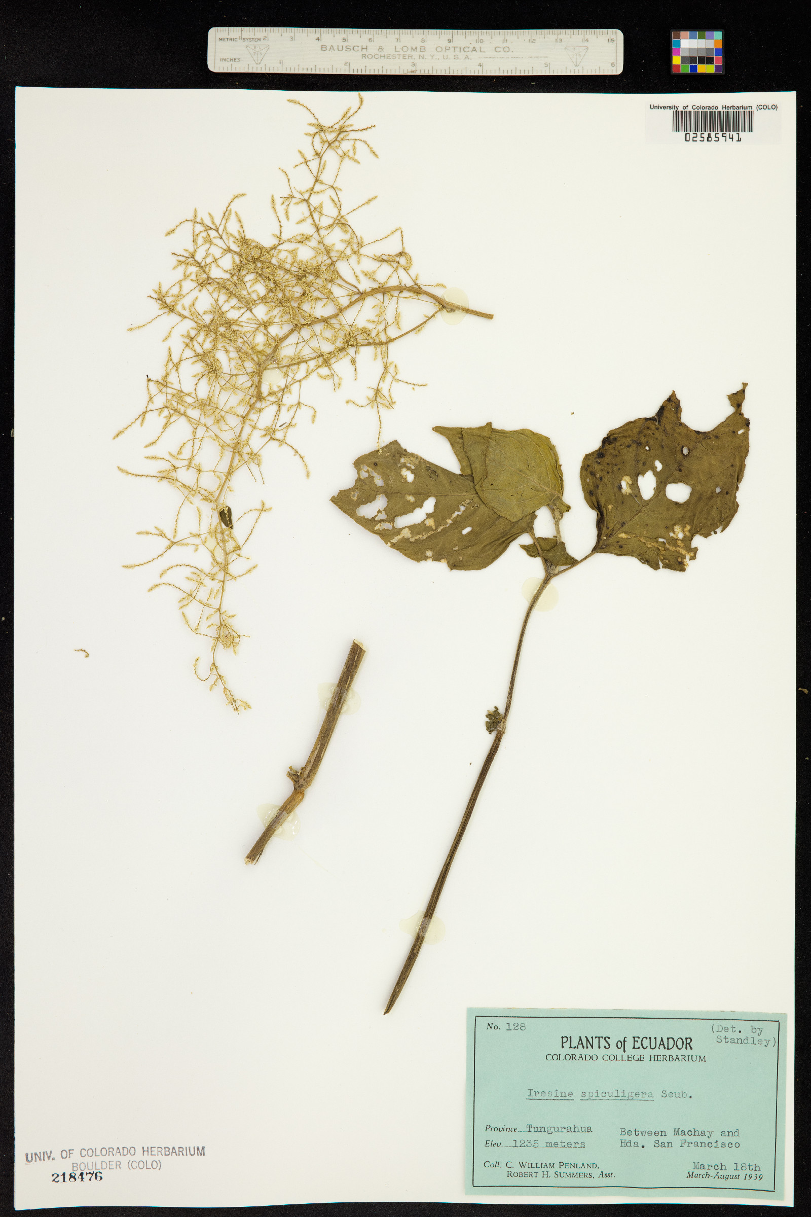 Iresine diffusa var. spiculigera image