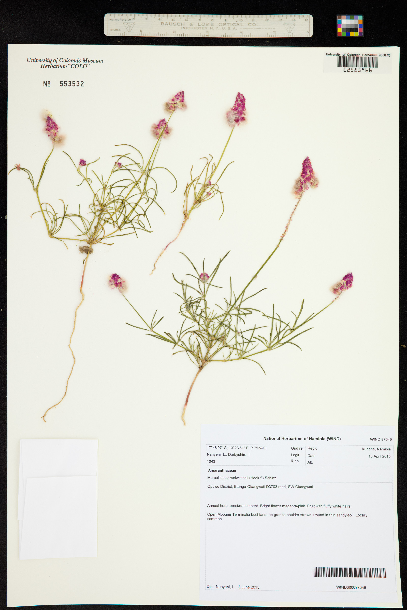 Marcelliopsis image