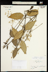 Pfaffia grandiflora image