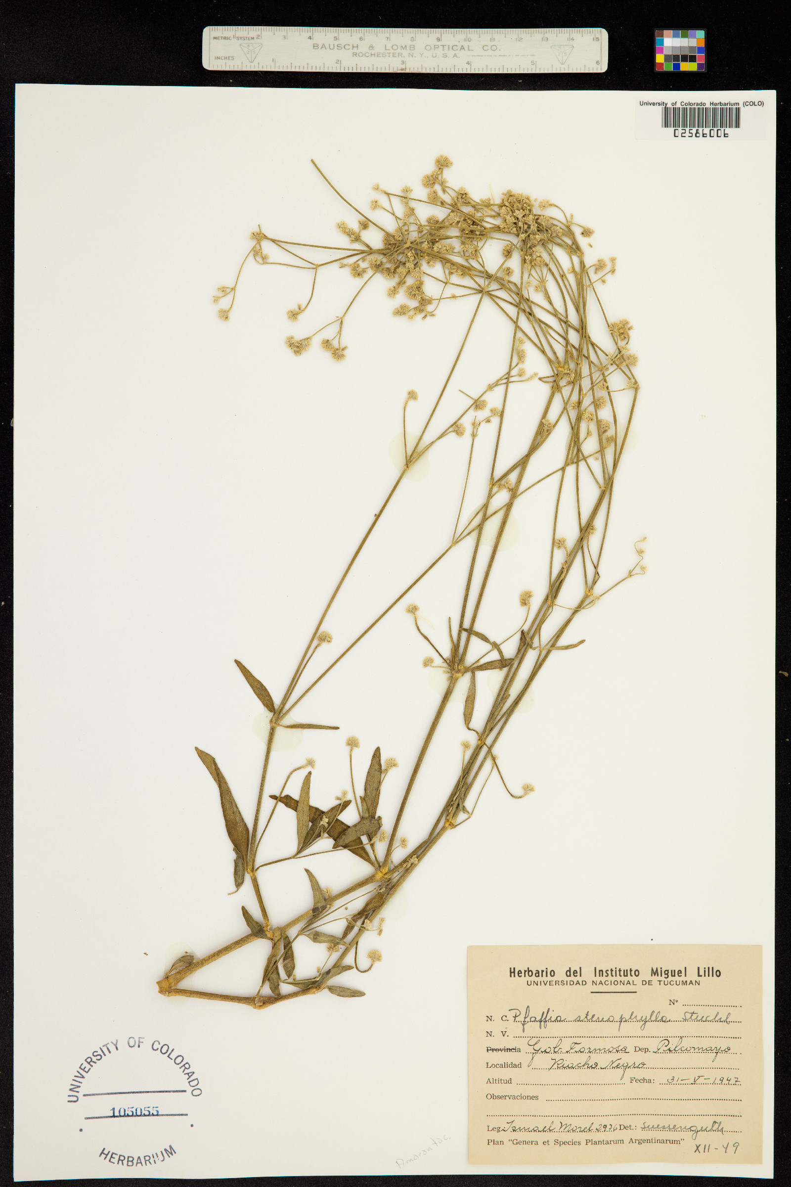 Pfaffia glomerata image