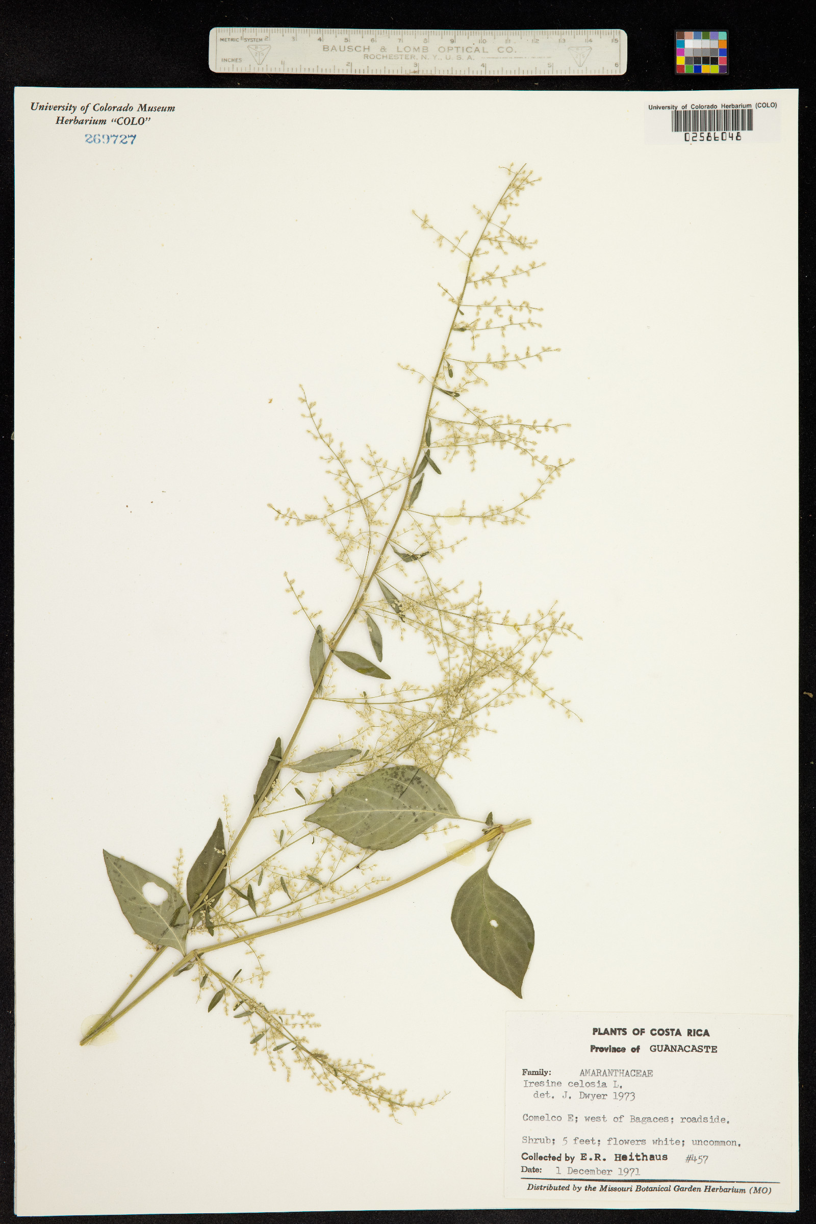Iresine diffusa image