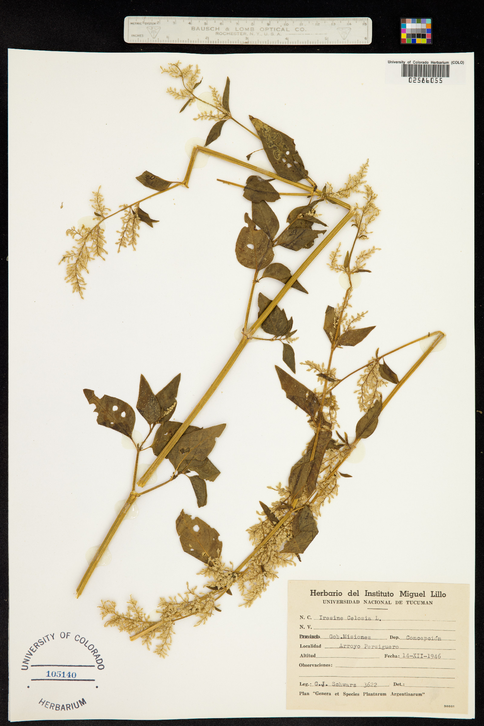 Iresine diffusa image