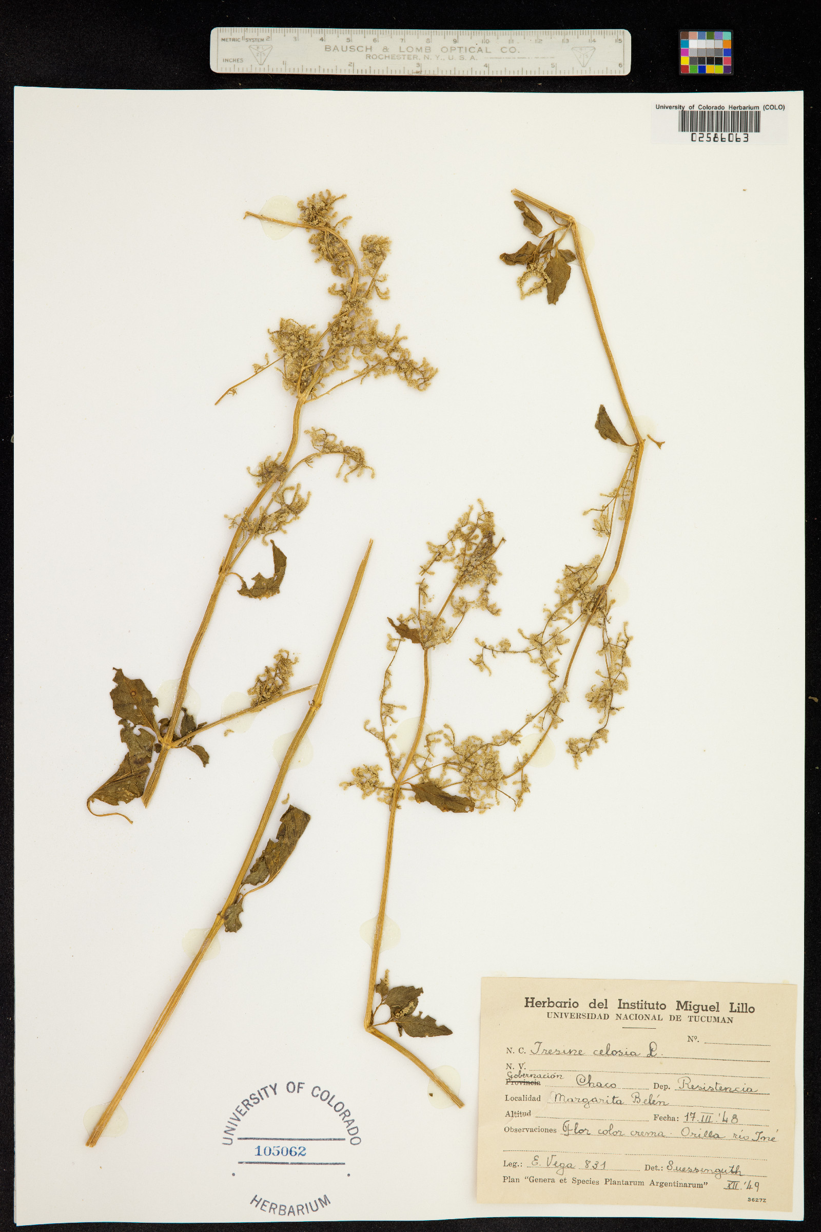 Iresine diffusa image