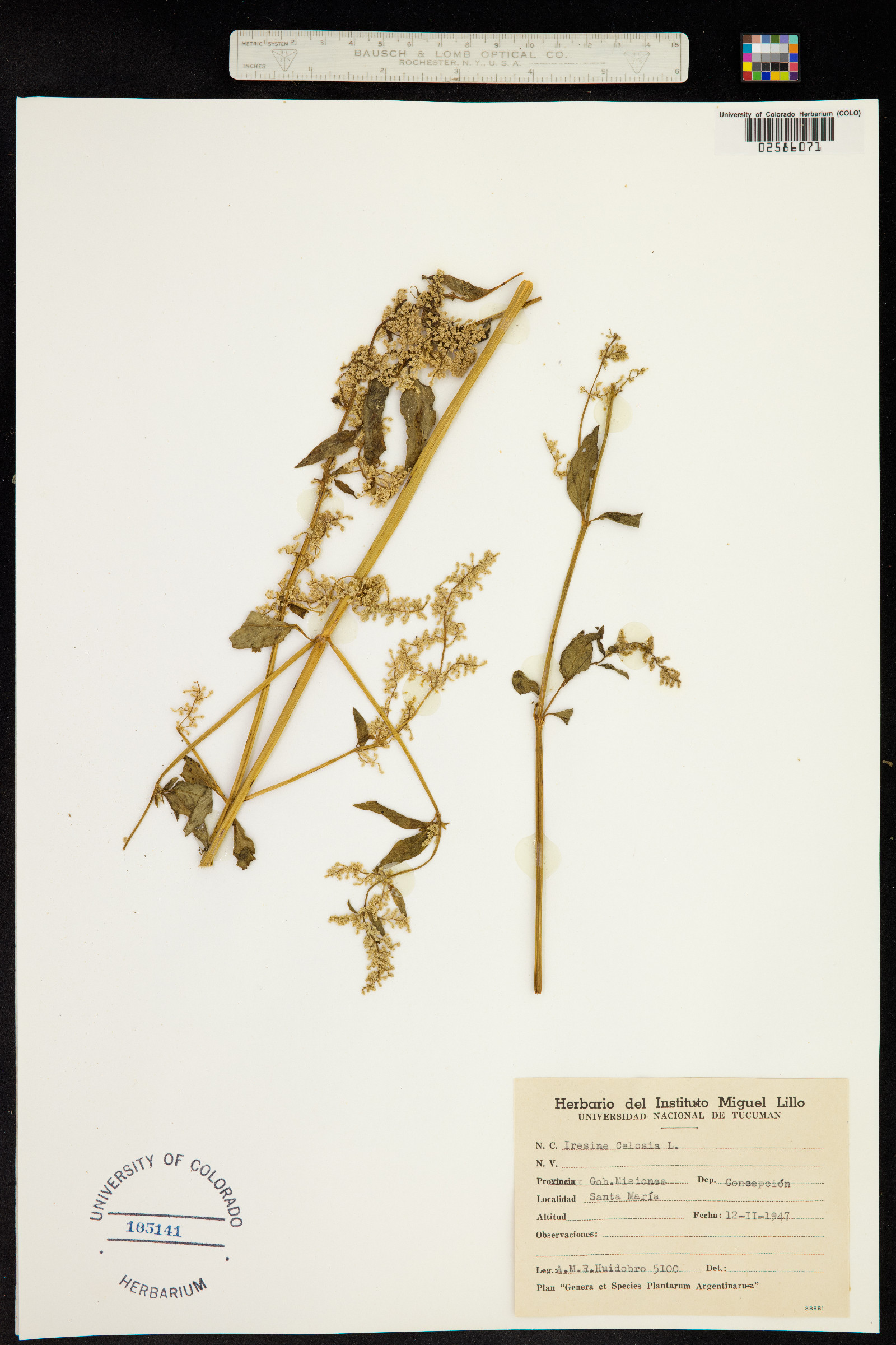 Iresine diffusa image