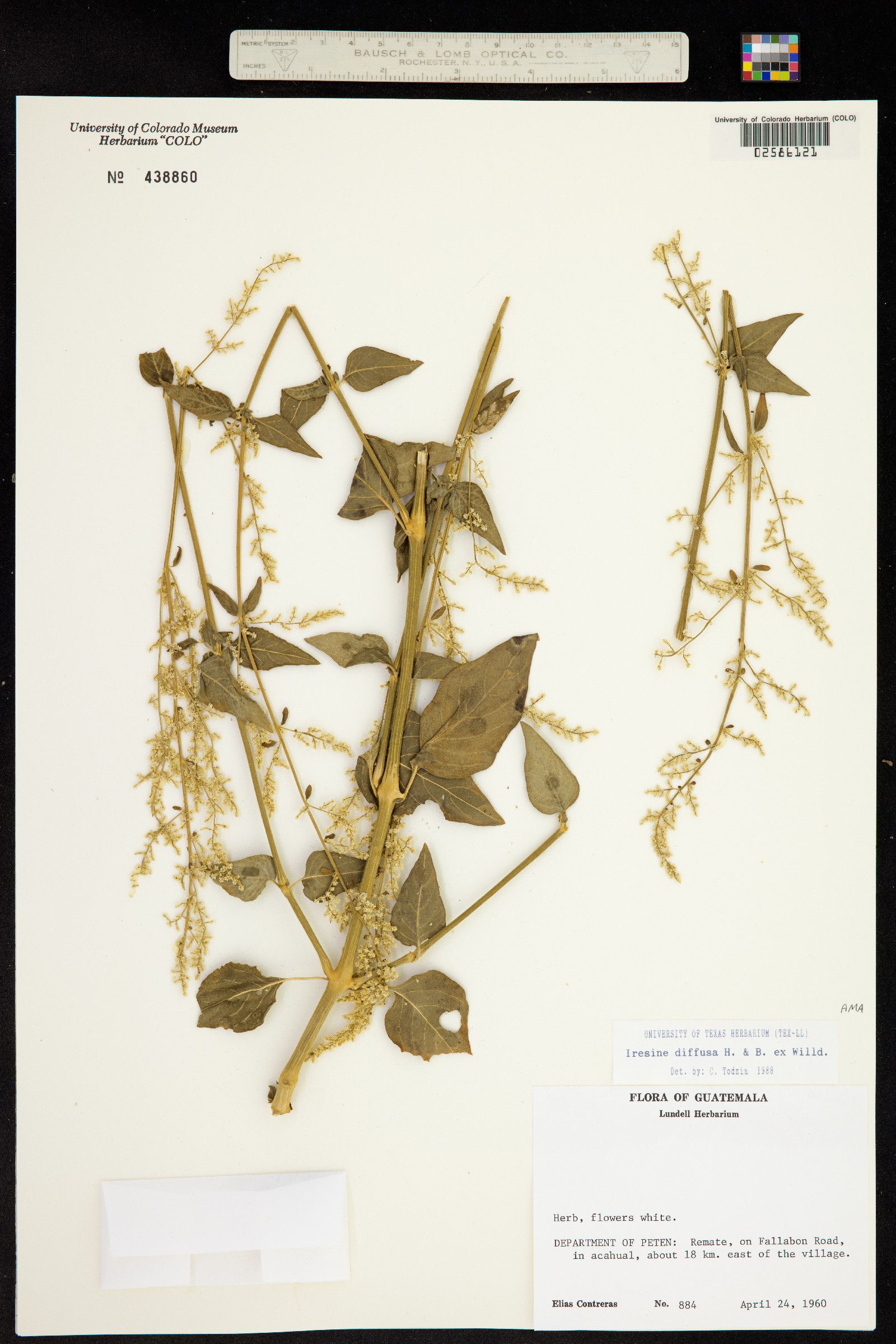 Iresine diffusa image