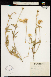 Gomphrena pulchella image