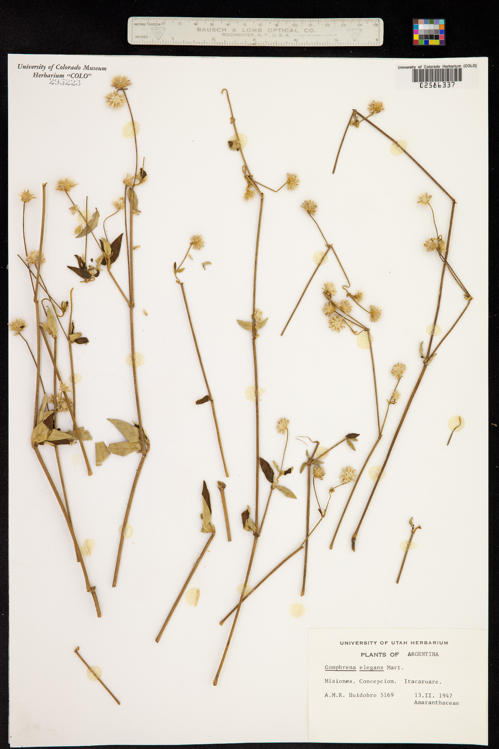 Gomphrena elegans image