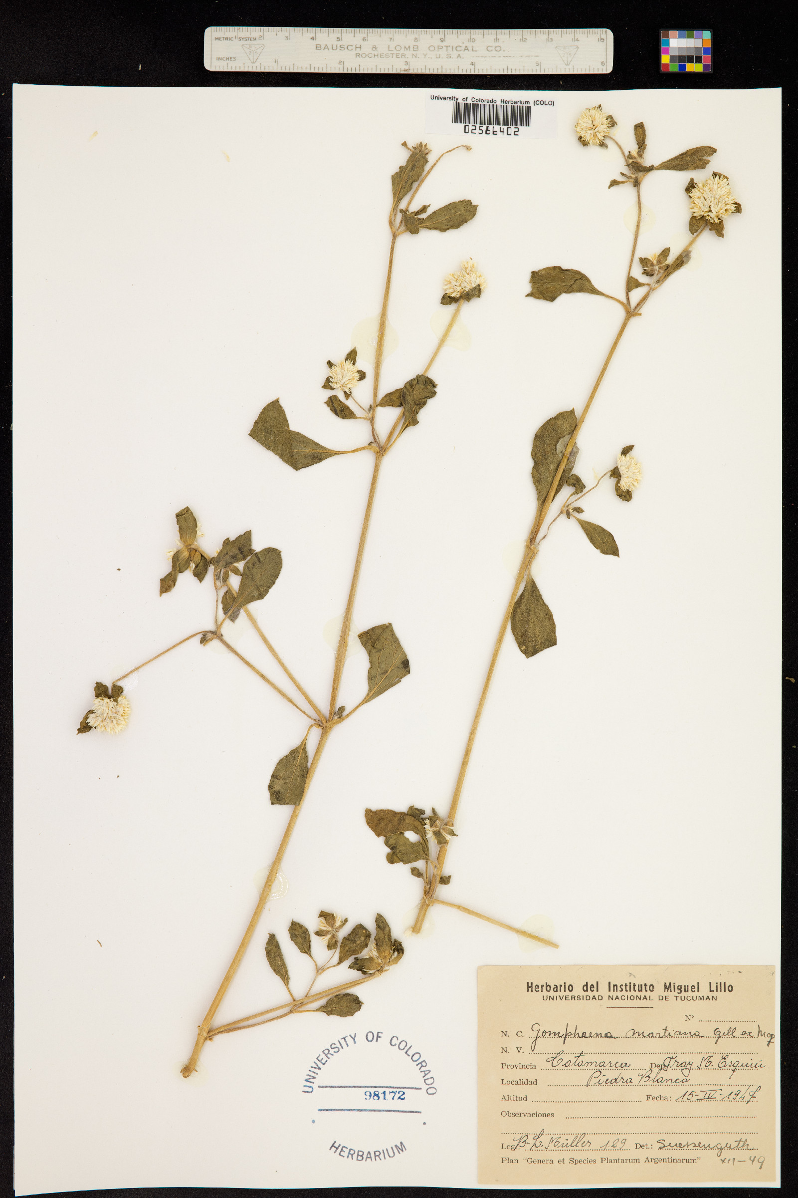 Gomphrena martiana image