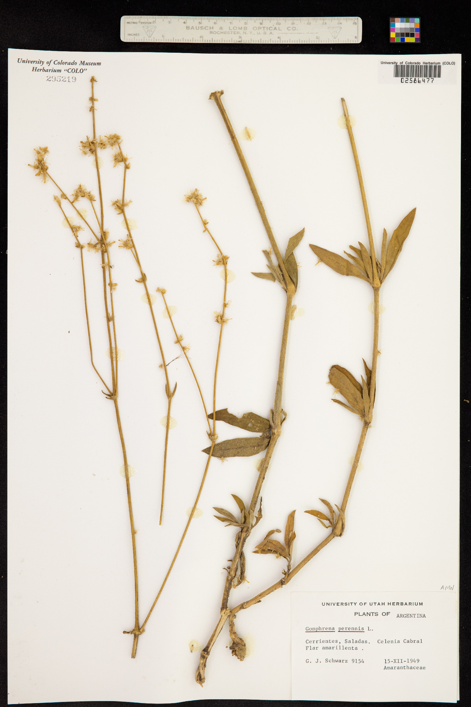 Gomphrena perennis image