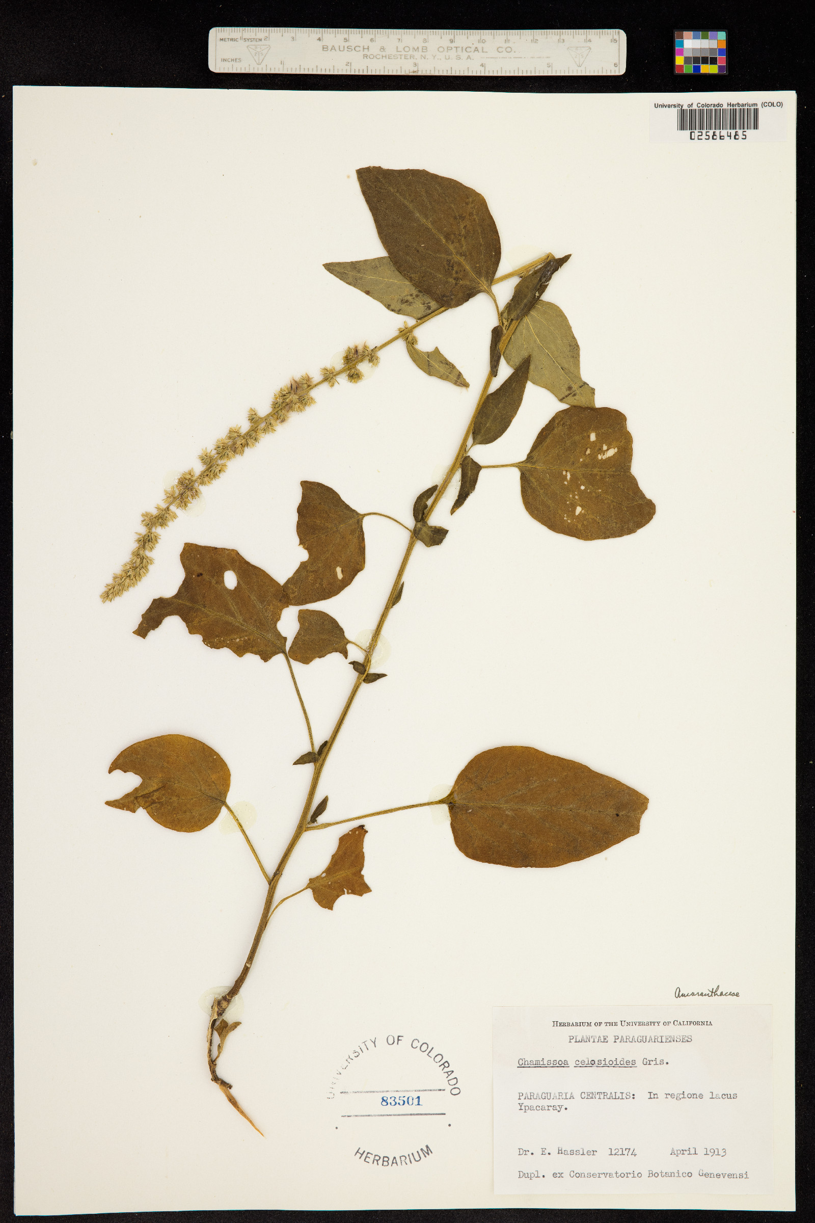 Chamissoa altissima image
