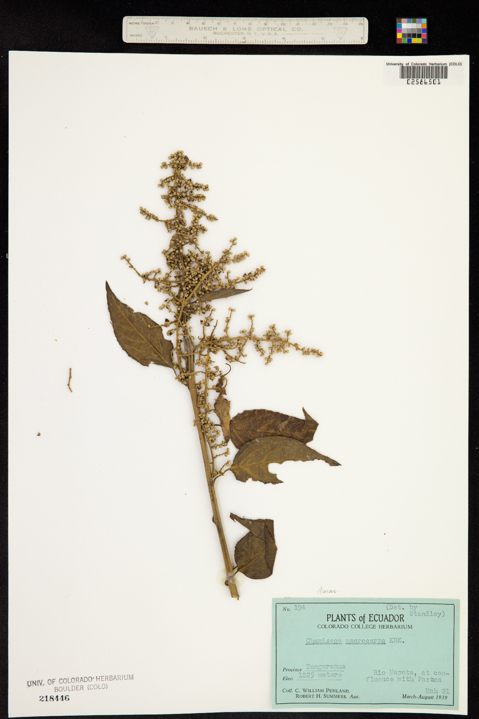 Chamissoa altissima image