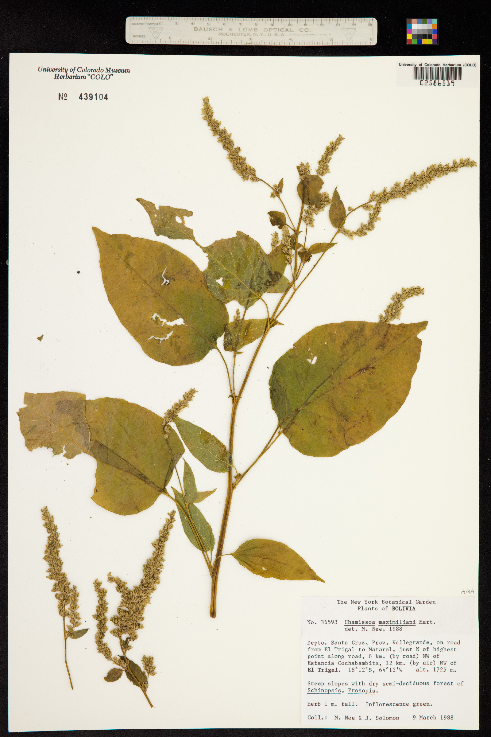 Chamissoa altissima image