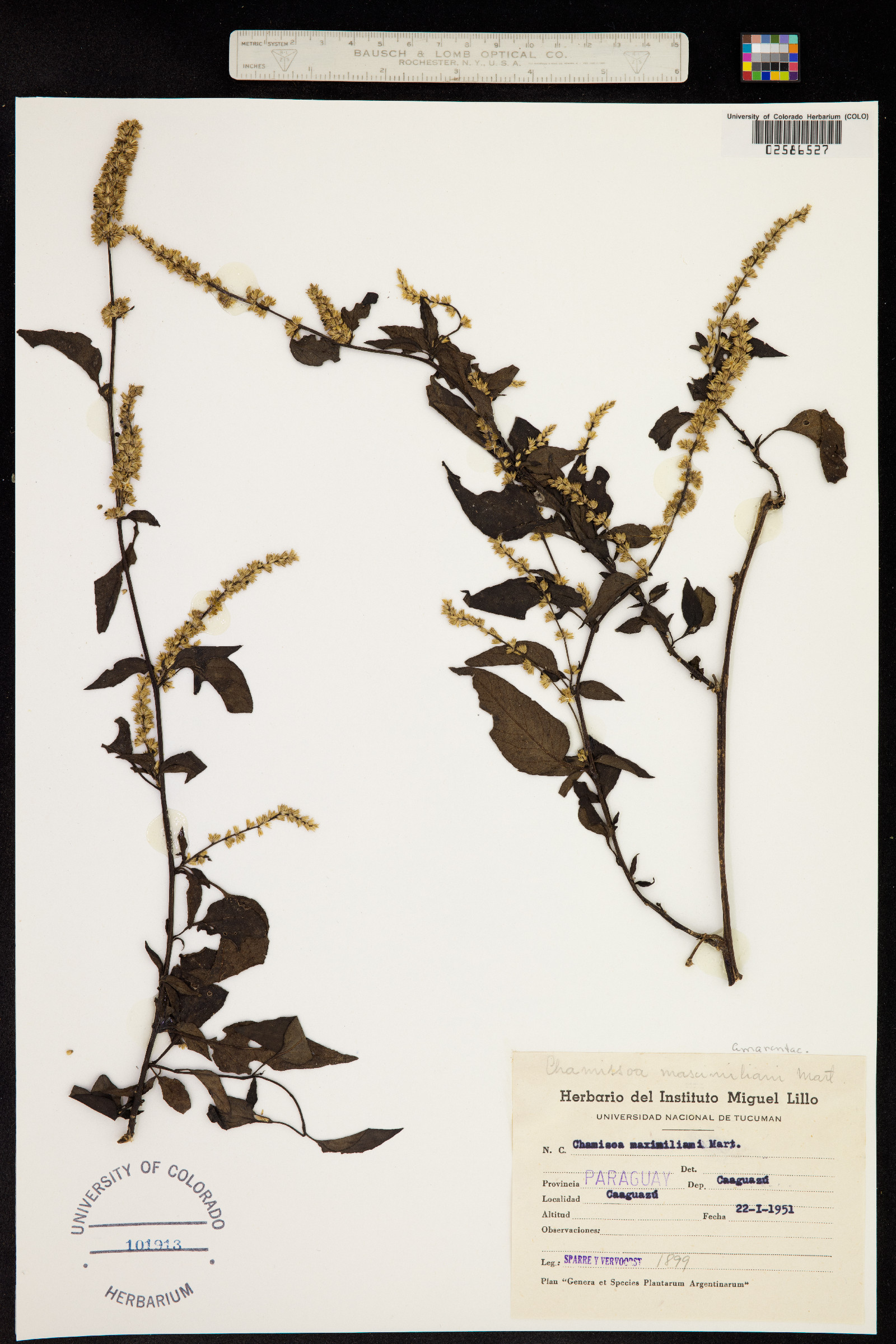 Chamissoa altissima image