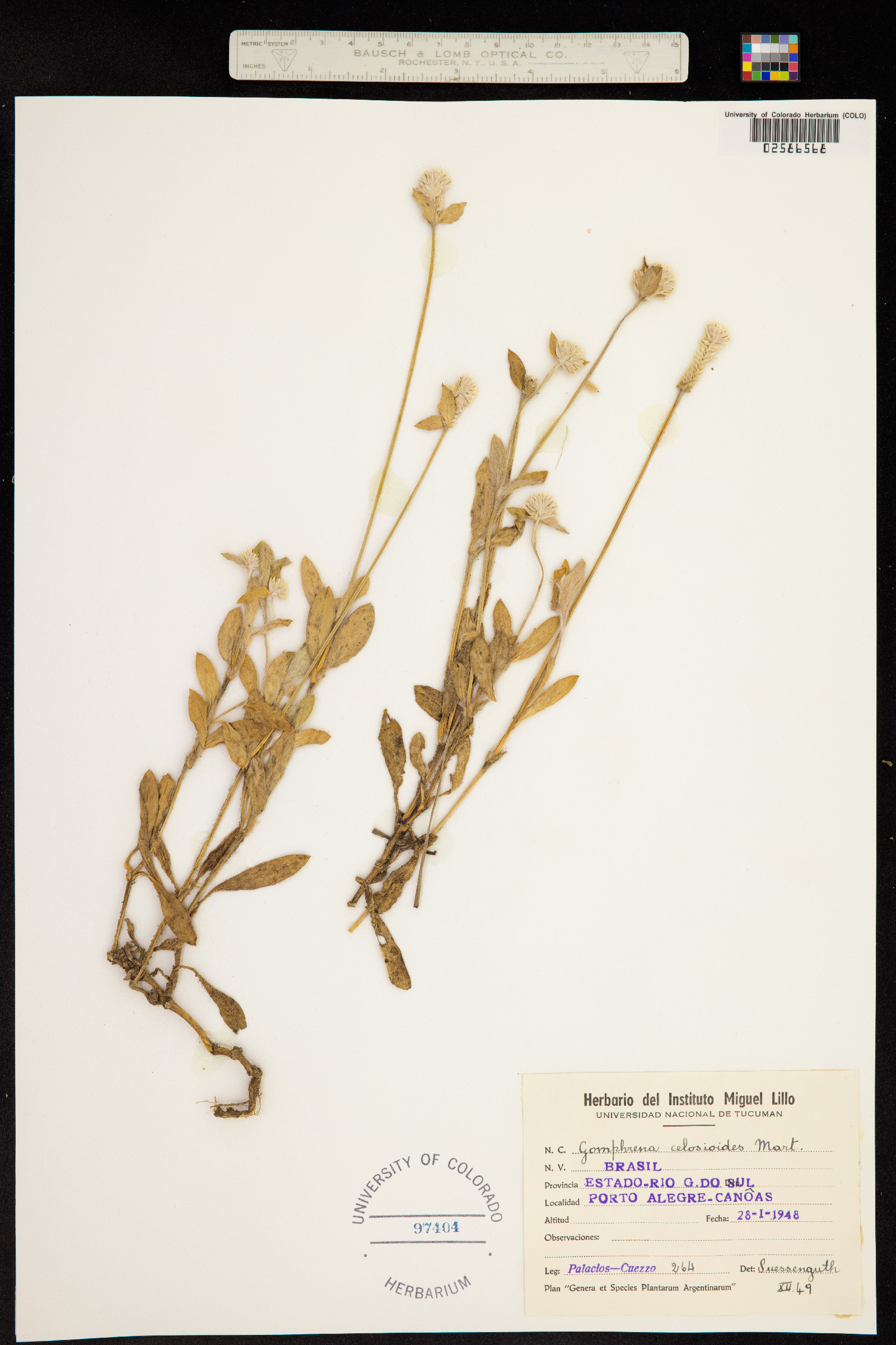 Gomphrena celosioides image