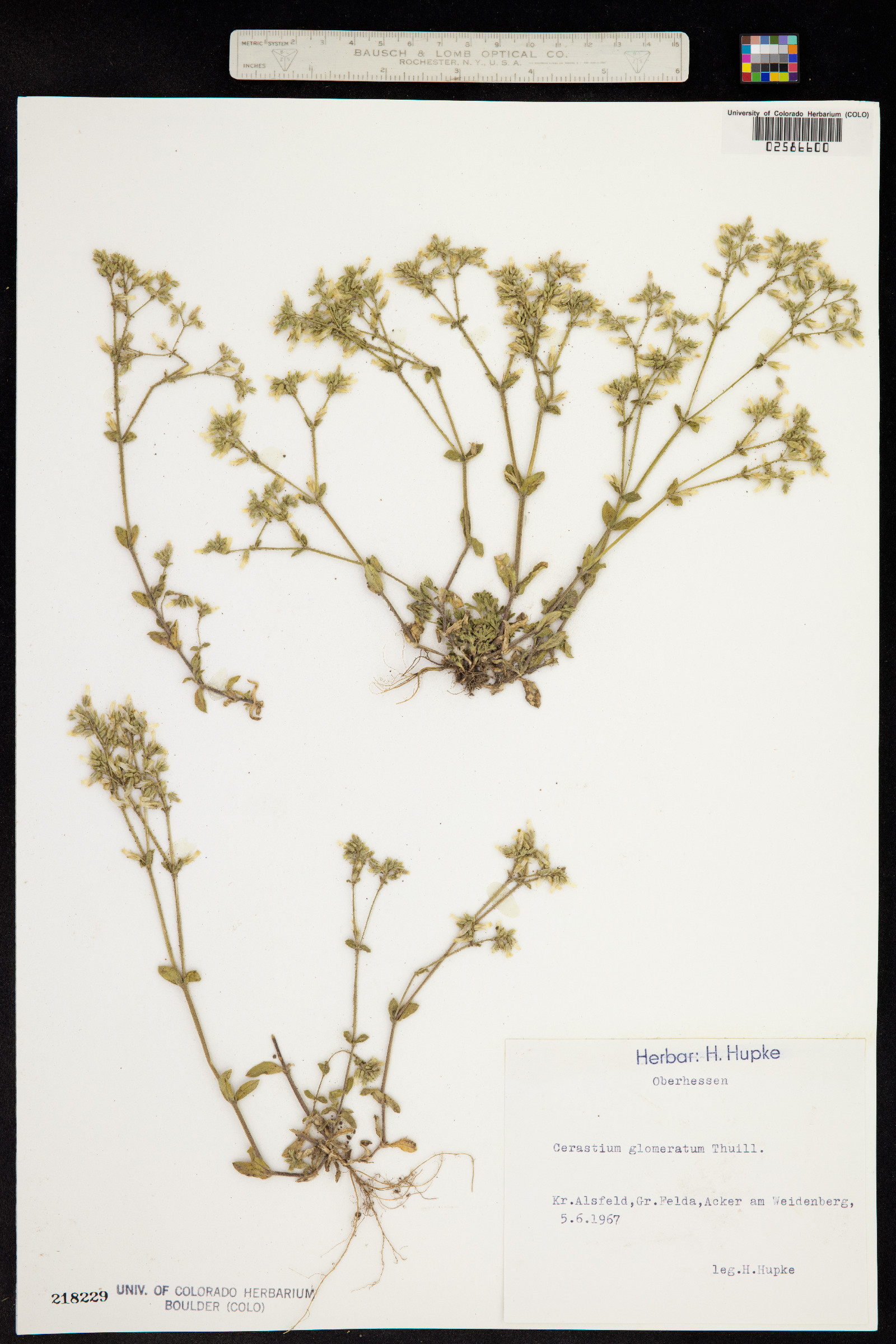 Cerastium glomeratum image