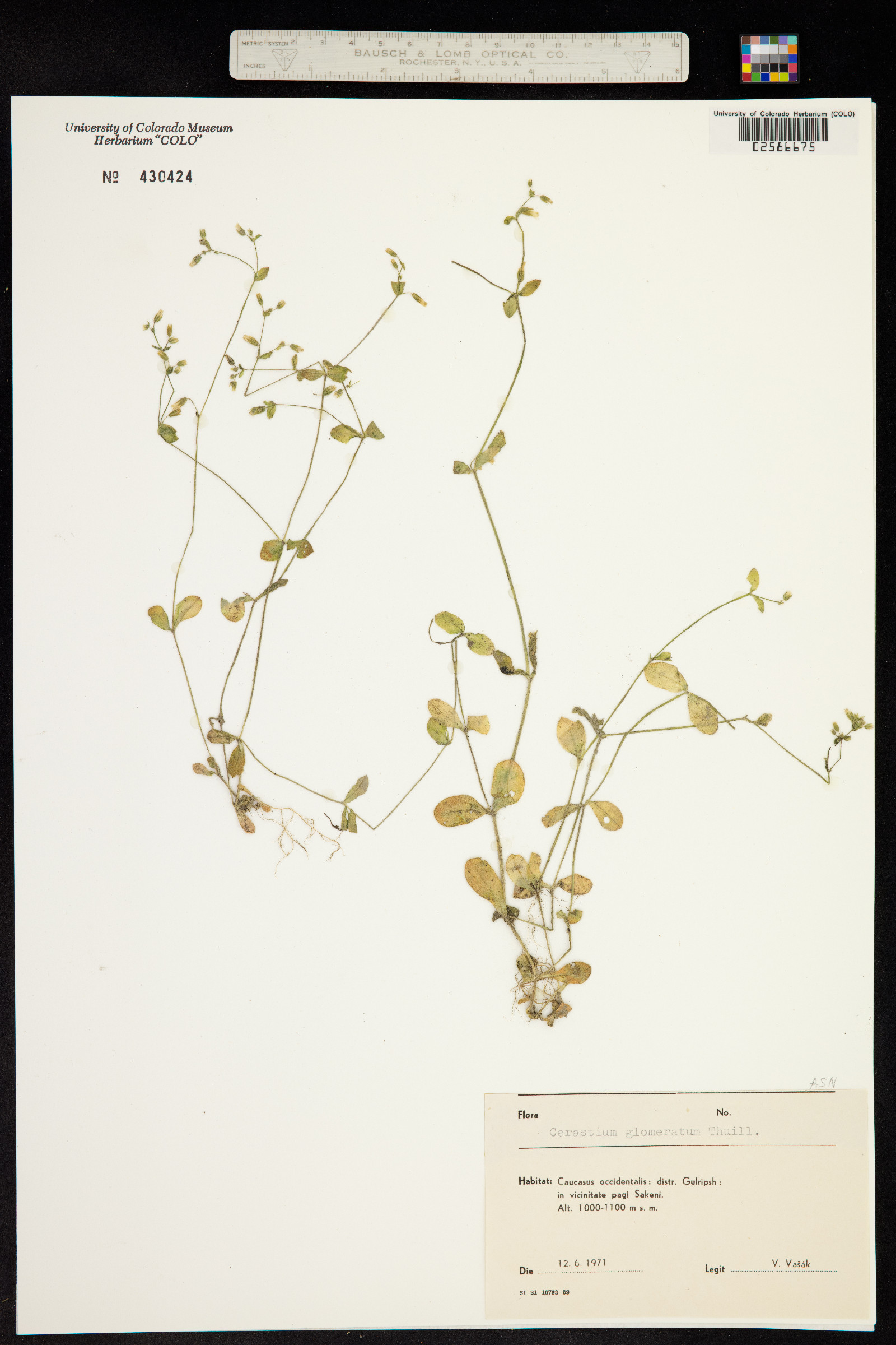 Cerastium glomeratum image