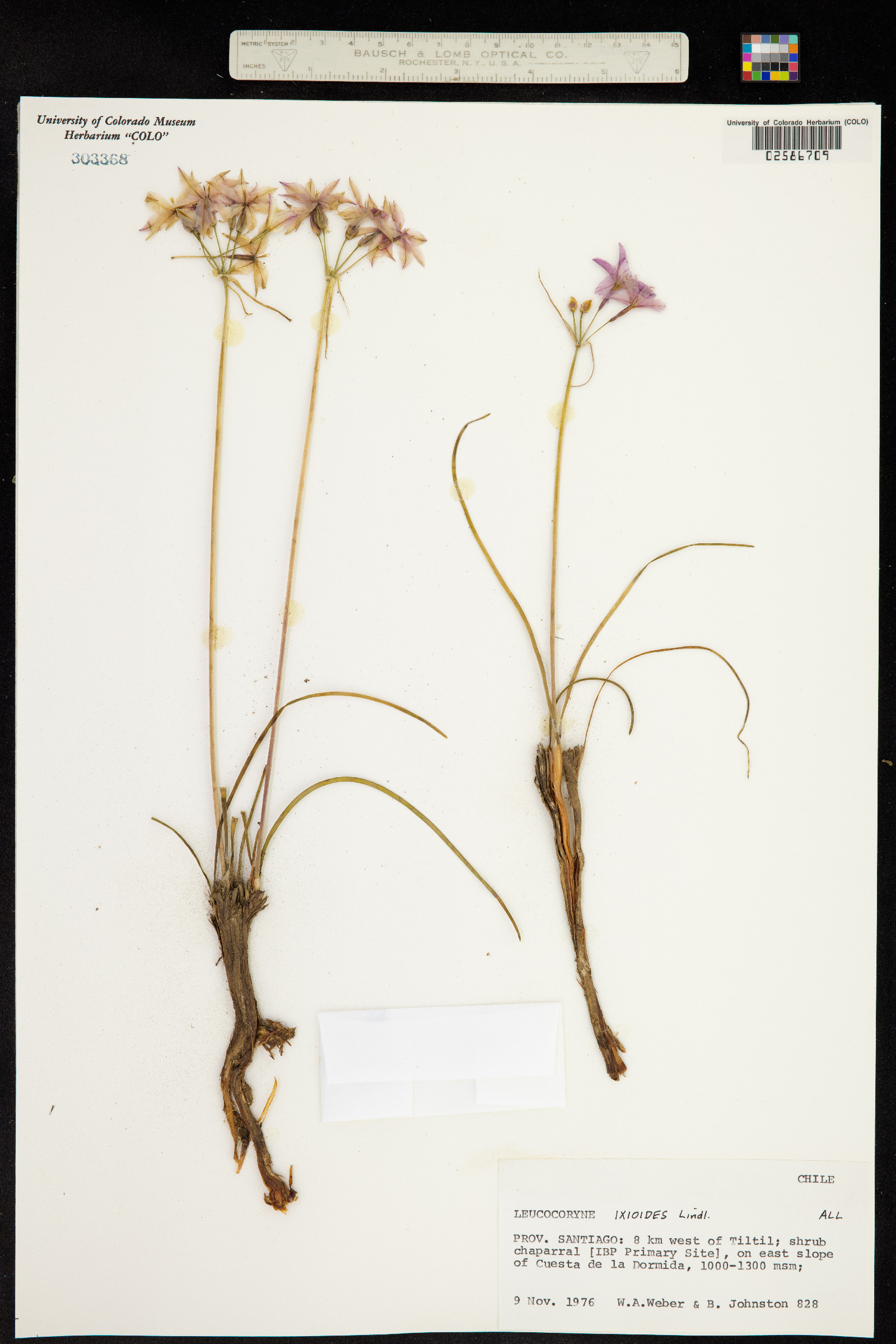 Leucocoryne ixioides image