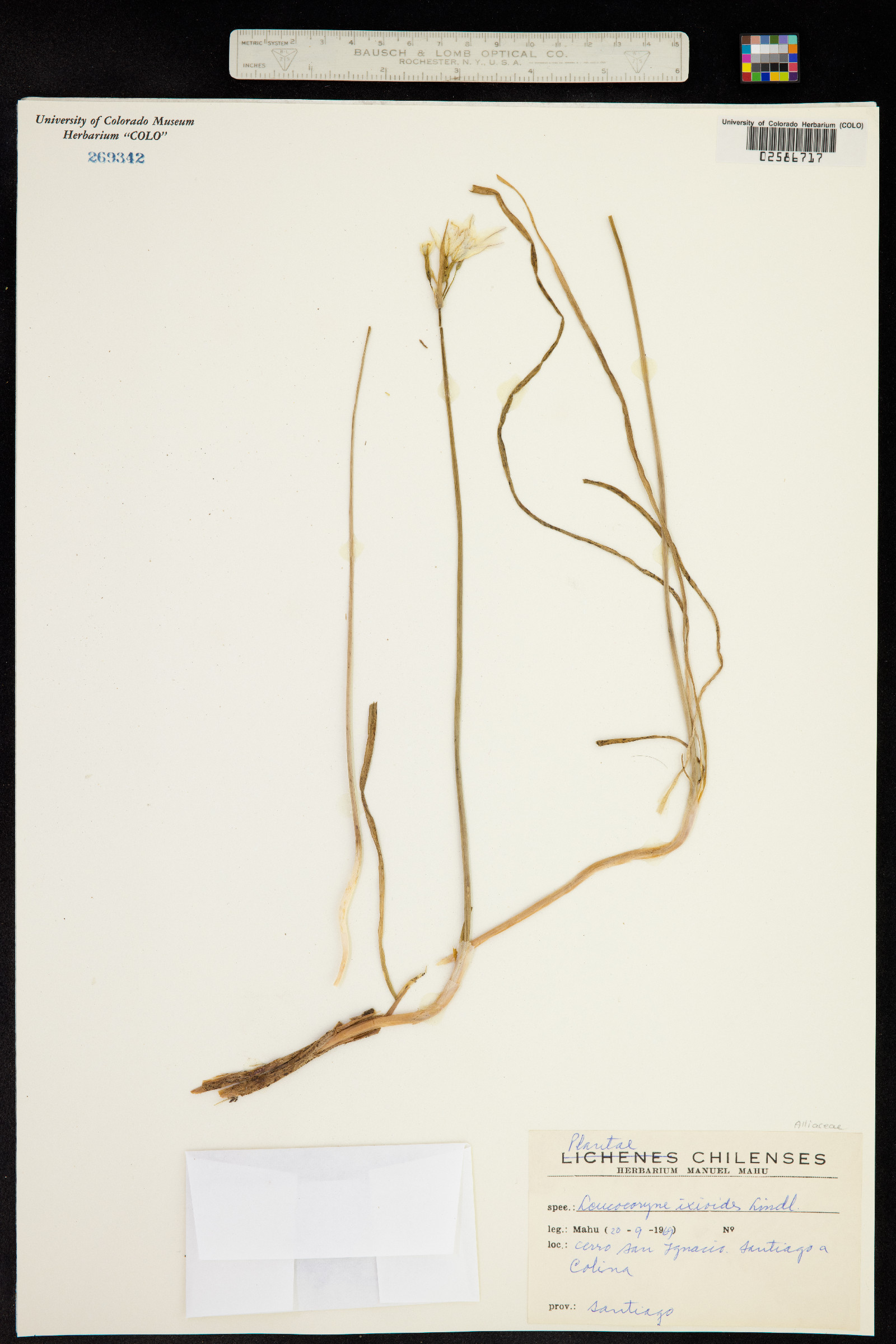 Leucocoryne ixioides image