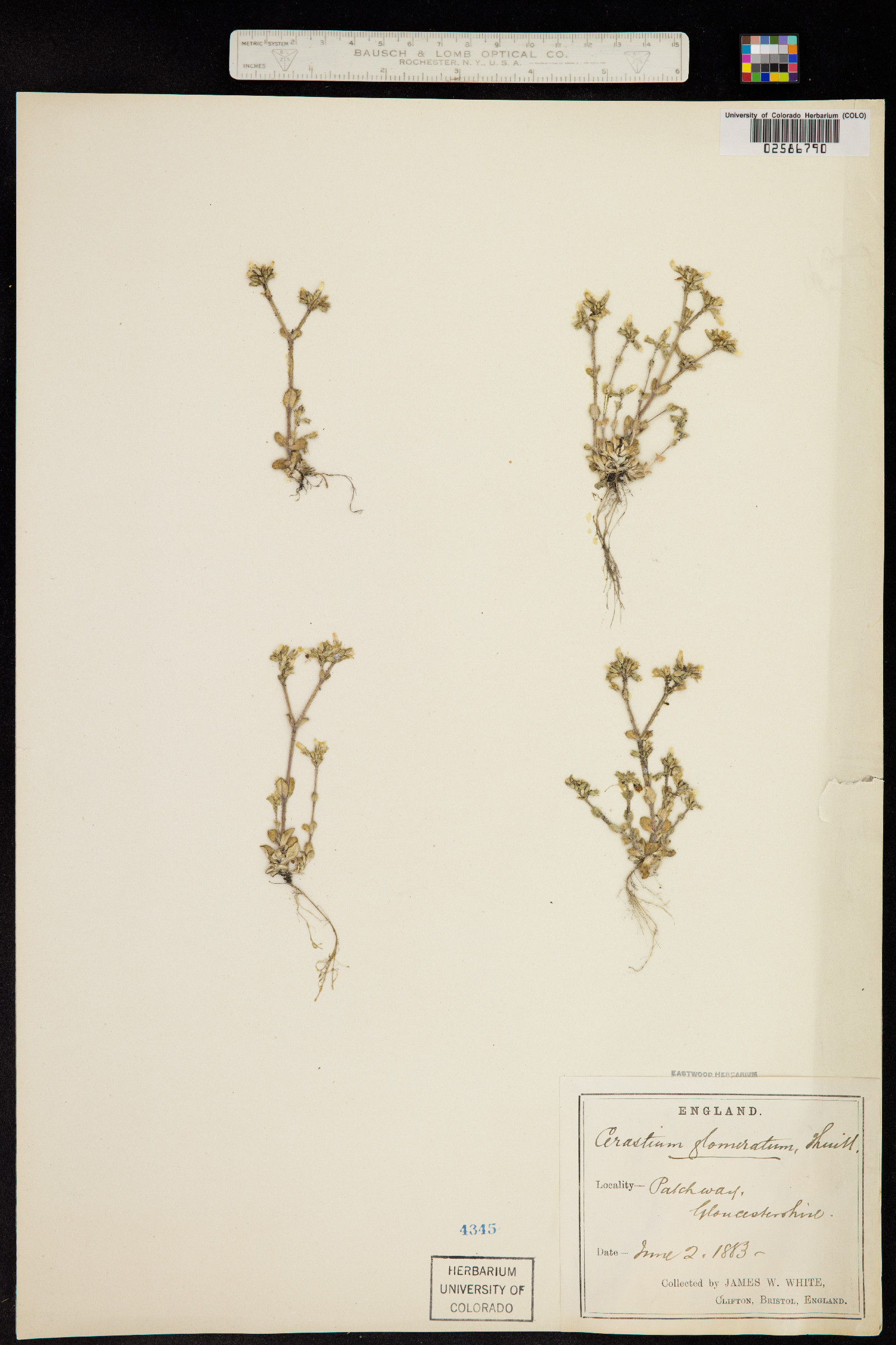 Cerastium glomeratum image