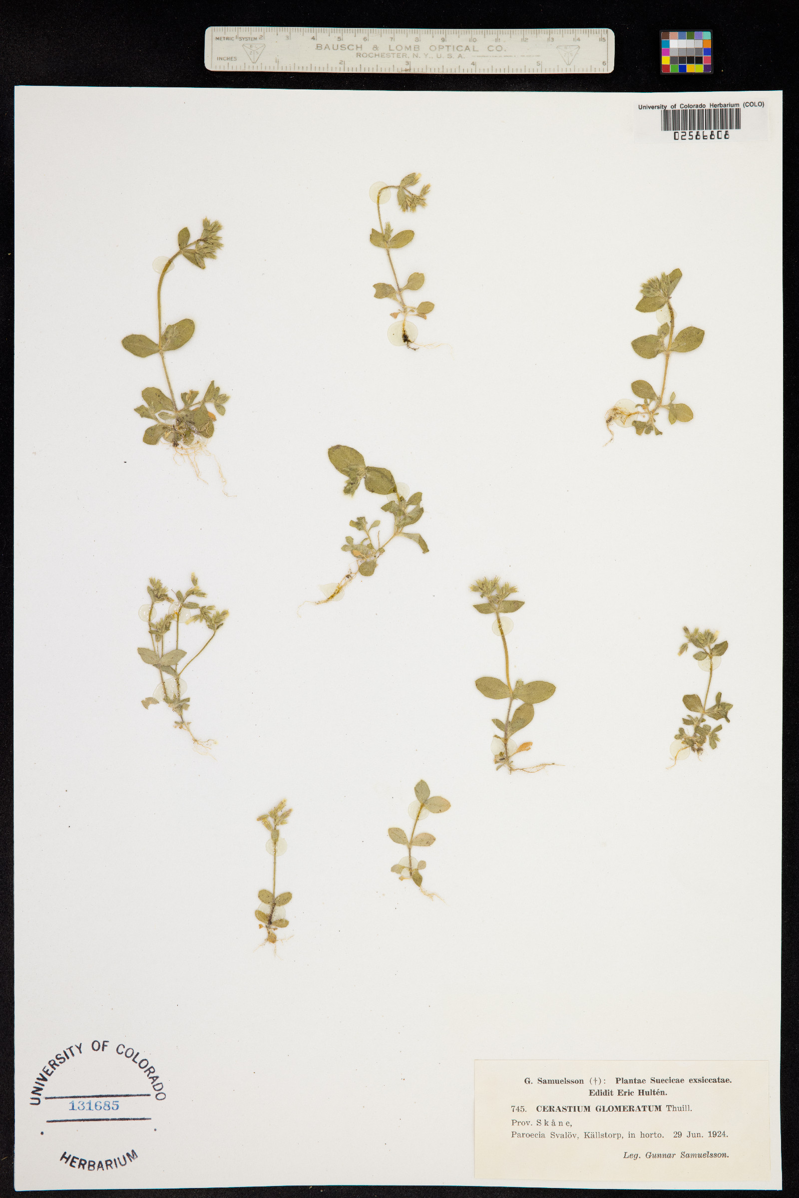 Cerastium glomeratum image