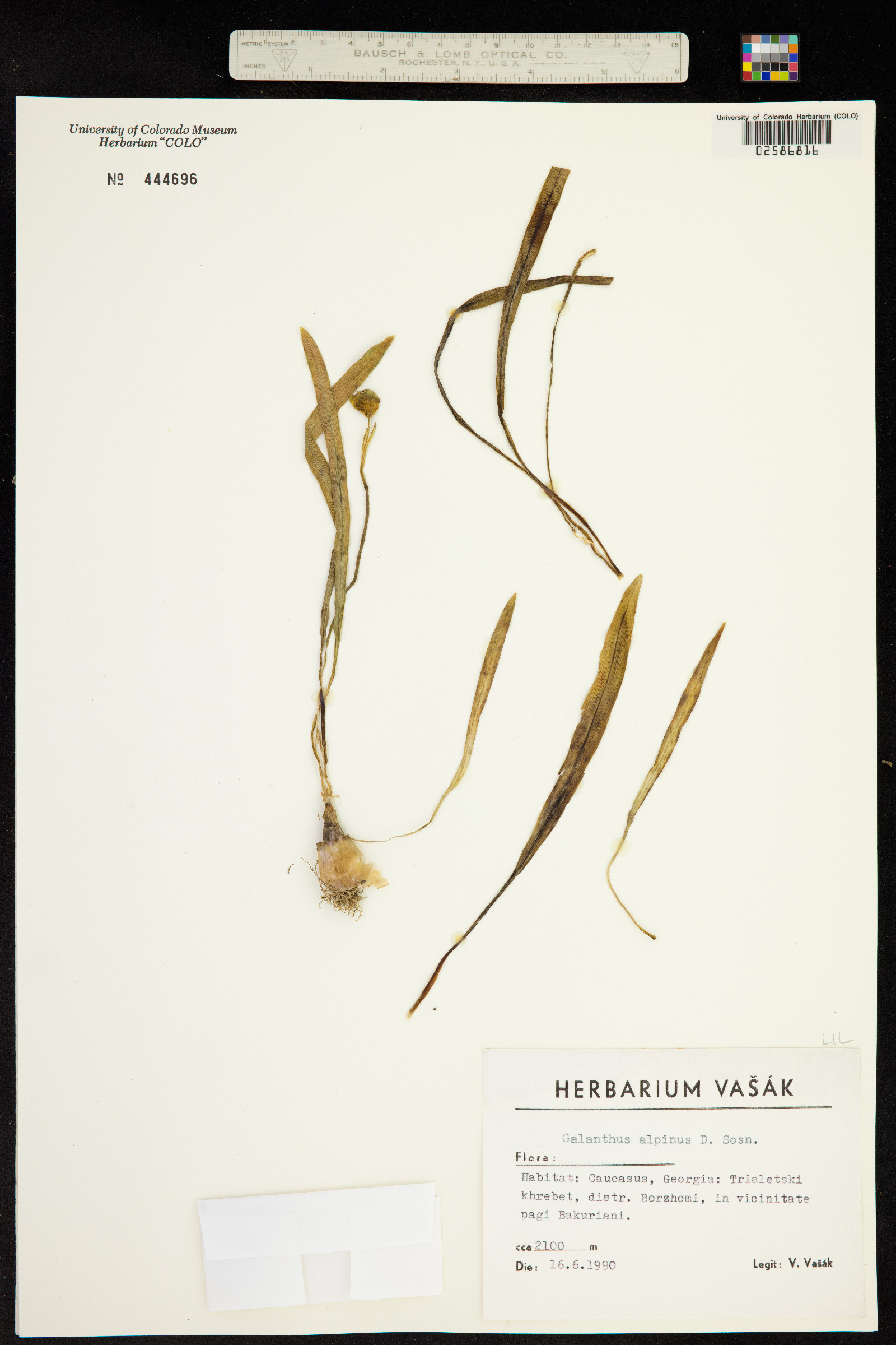 Galanthus alpinus image
