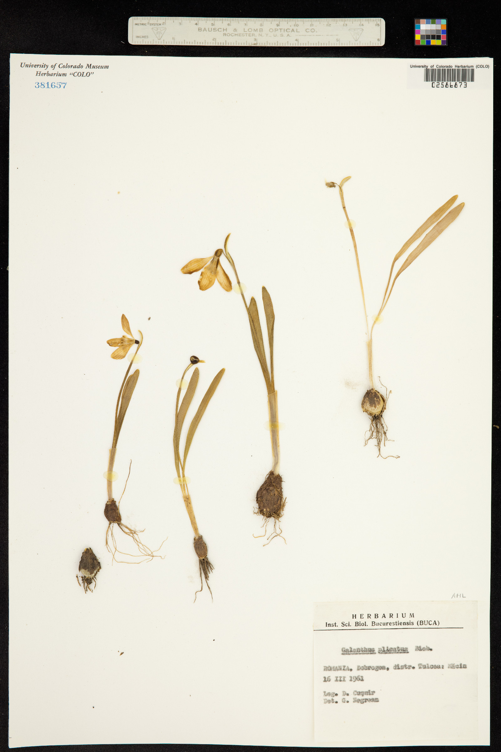 Galanthus plicatus image