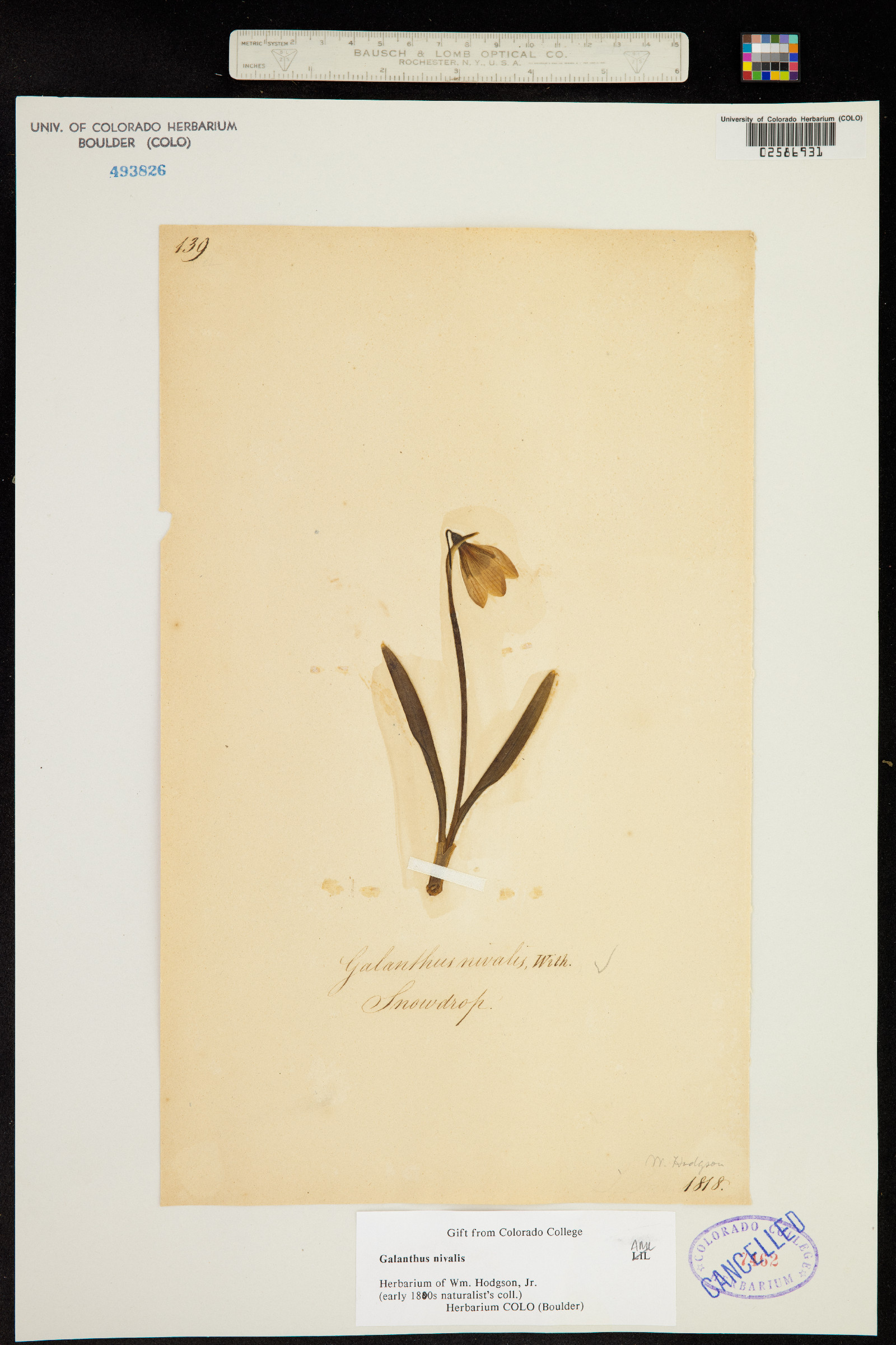 Galanthus nivalis image