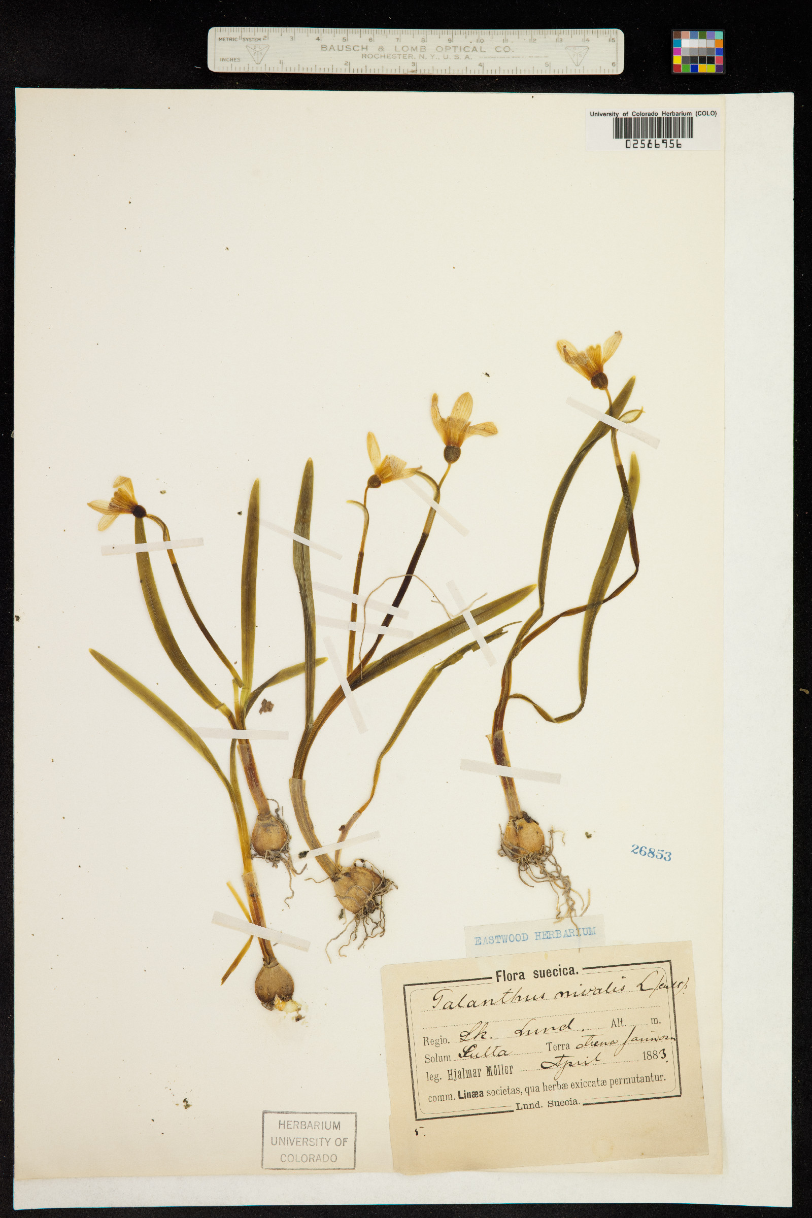 Galanthus nivalis image