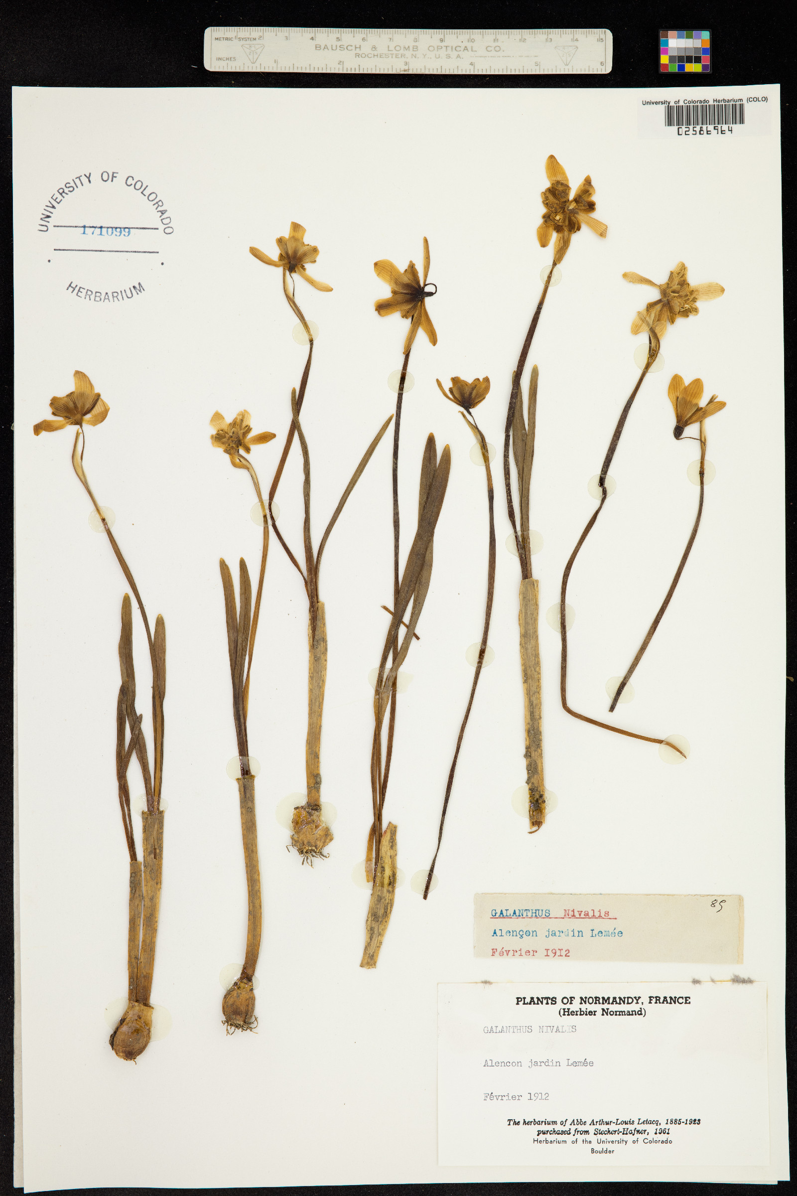 Galanthus nivalis image