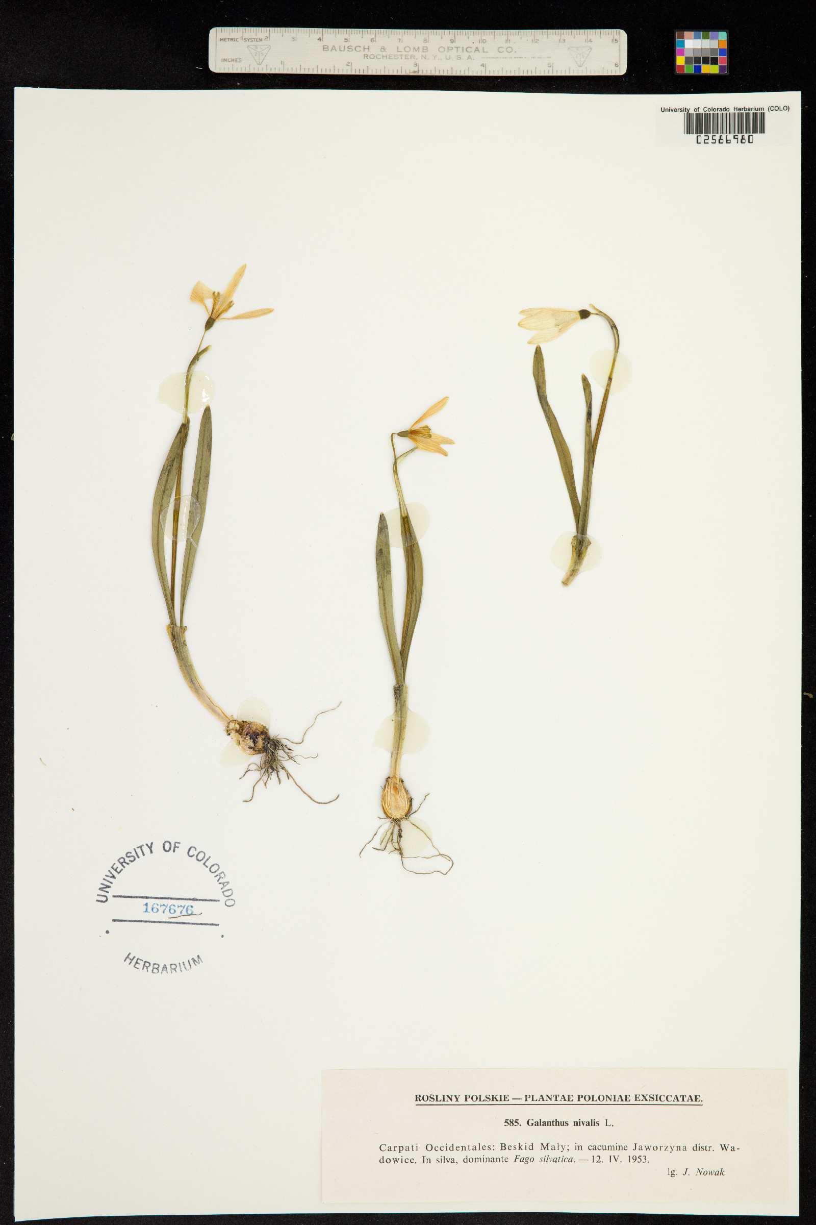 Galanthus nivalis image