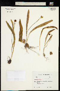 Image of Galanthus woronowii