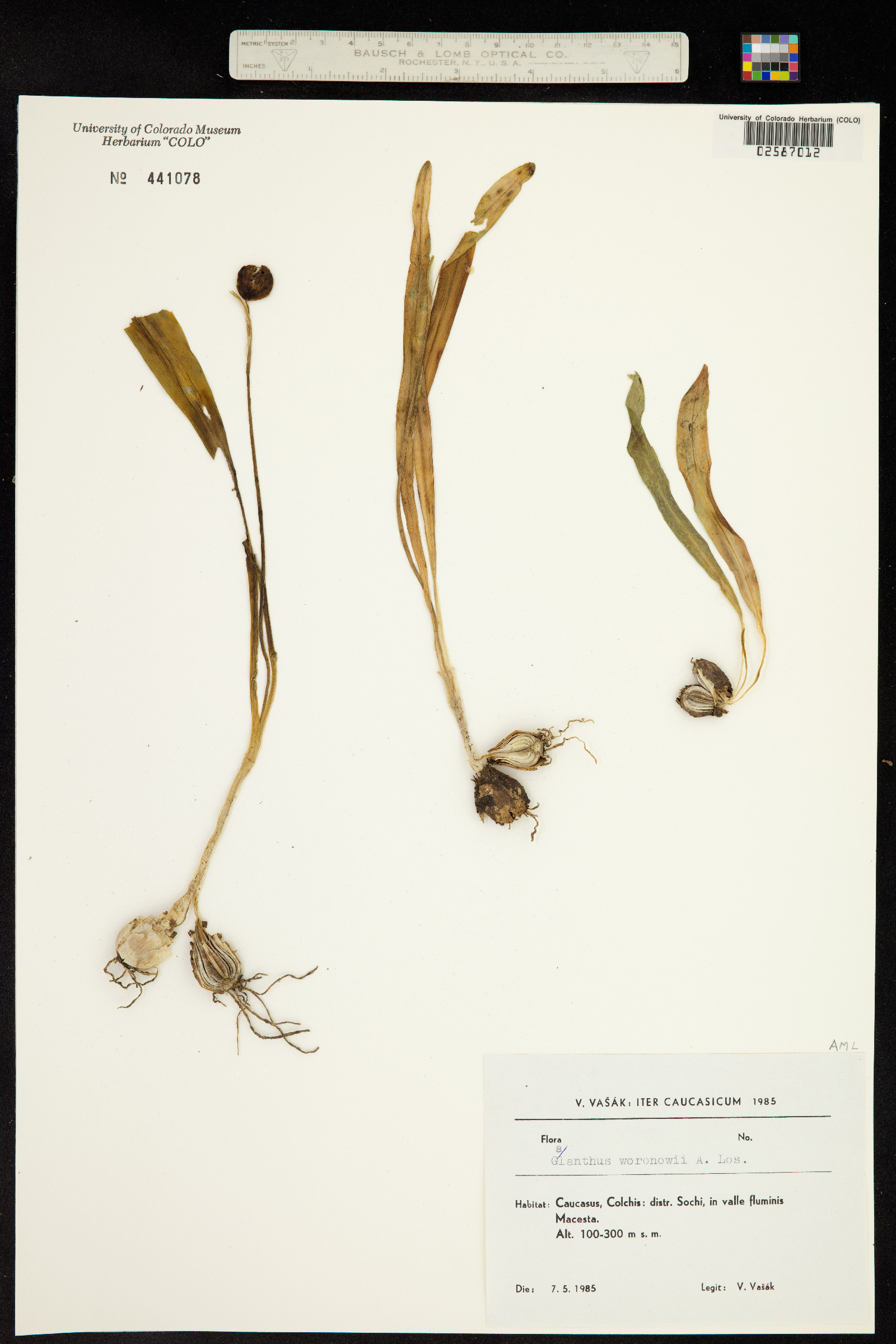 Galanthus woronowii image