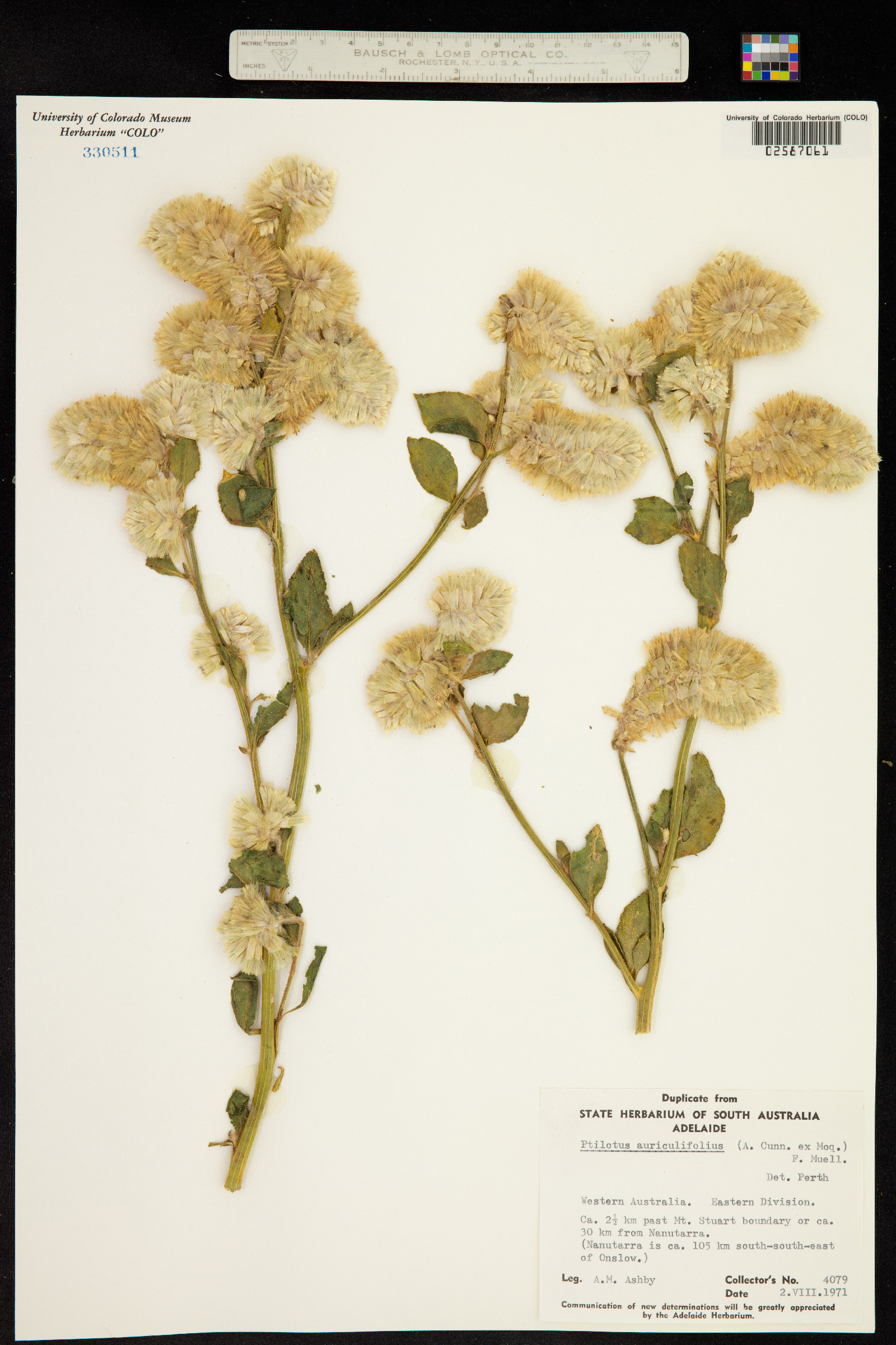 Ptilotus auriculifolius image